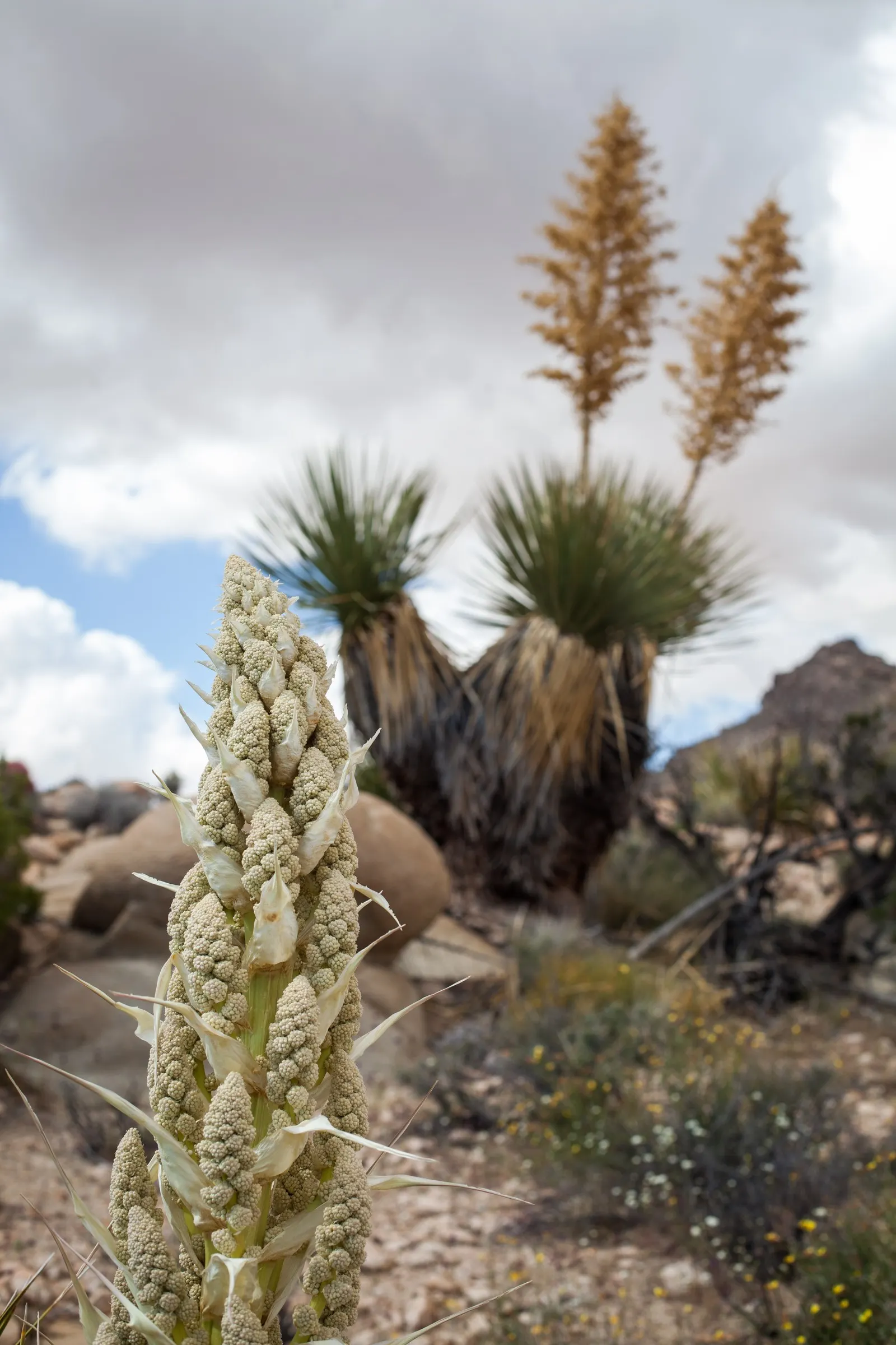 Parry's Beargrass (Nolina Parryi) — Well known for its impressive rosettes of long