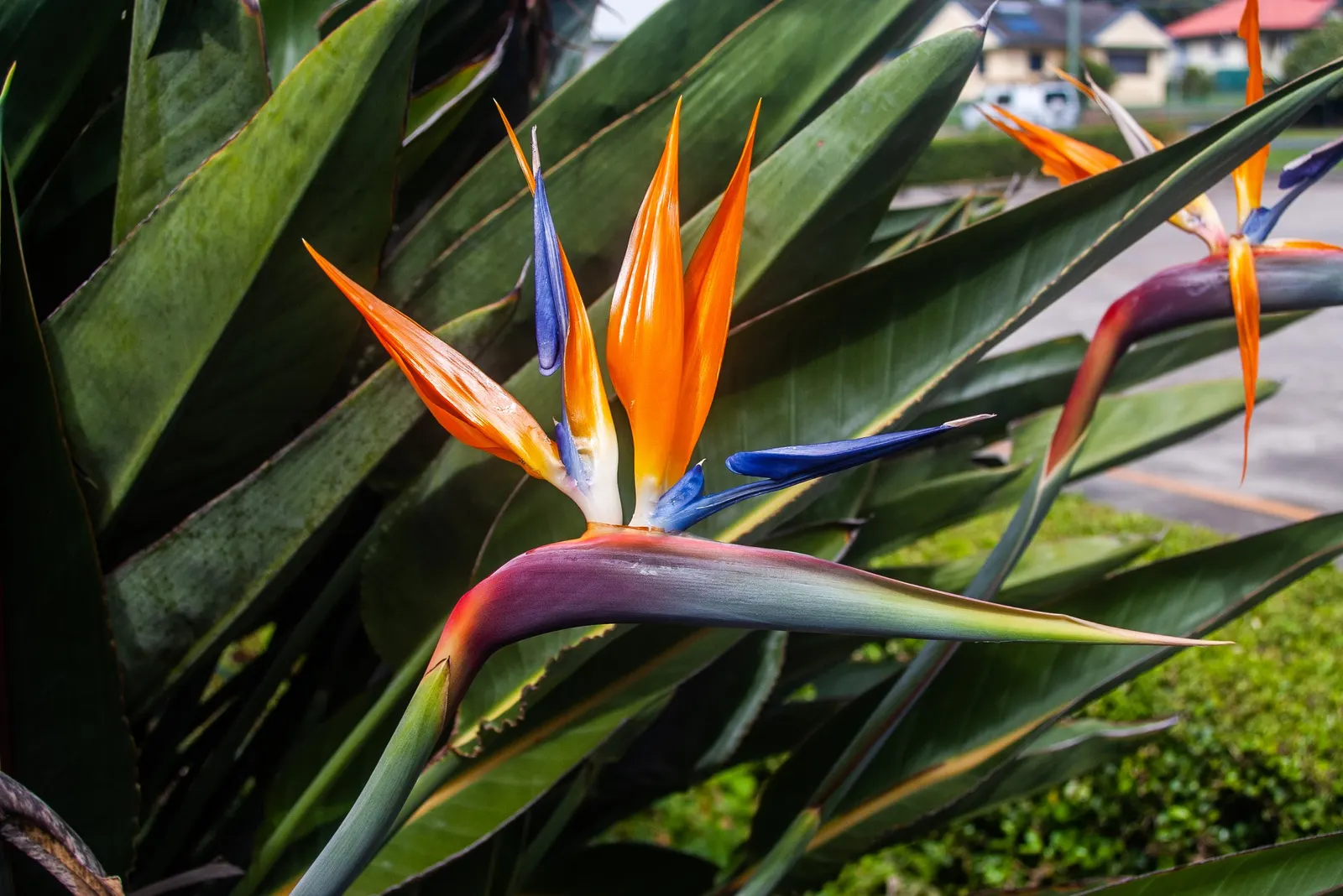 Bird Of Paradise (Strelitzia Reginae) — blooming intermittently throughout the year; or as an anchor in island plantings, image 96