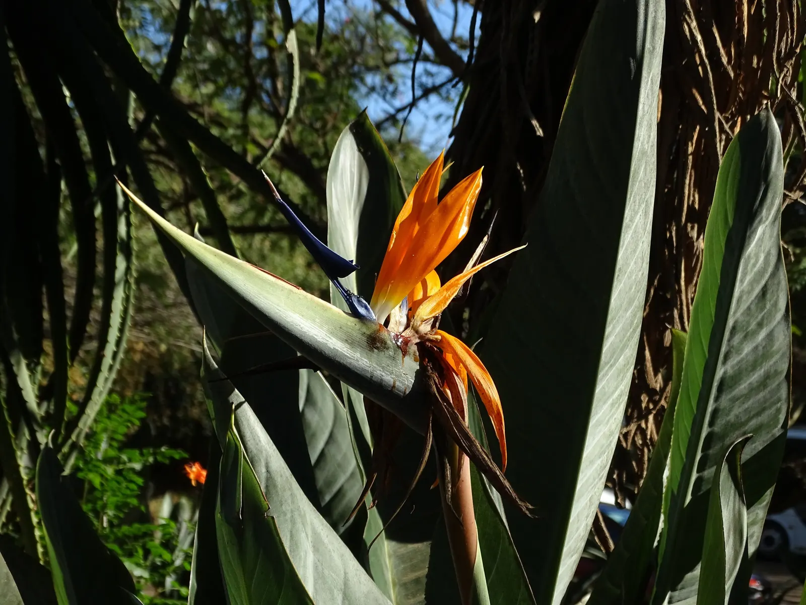 Bird Of Paradise (Strelitzia Reginae) — consistent moisture will promote lush foliage and more vibrant blooms; the flowers consist of vivid orange, image 130