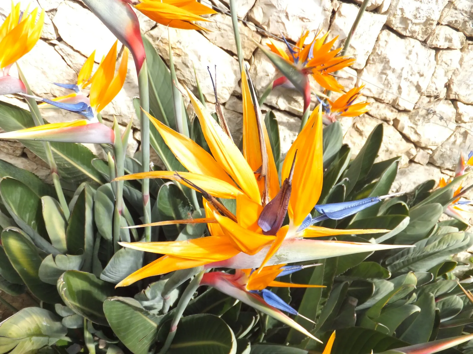 Bird Of Paradise (Strelitzia Reginae) — These grey-green leaves emerge from a slow-growing trunk that forms multiple stems over time; the flowers, image 98