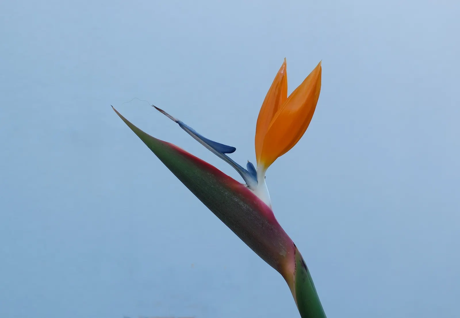 Bird Of Paradise (Strelitzia Reginae) — it requires minimal maintenance and can withstand brief cold snaps; the flowers consist of vivid orange and, image 118