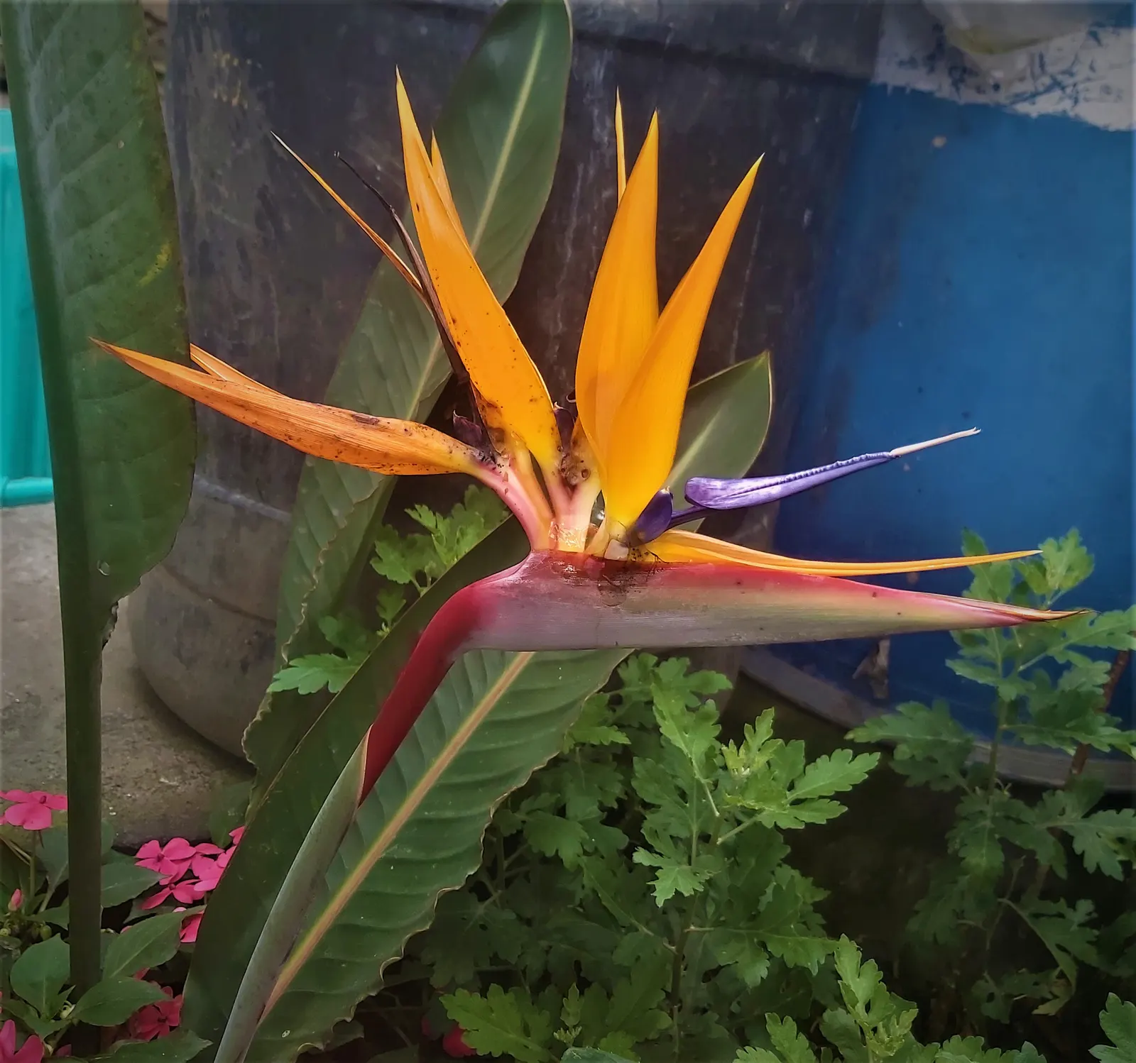 Bird Of Paradise (Strelitzia Reginae) — exotic touch to landscapes; blade-like leaves reaching 4-6 feet and thrives in well-drained soil under full, image 89