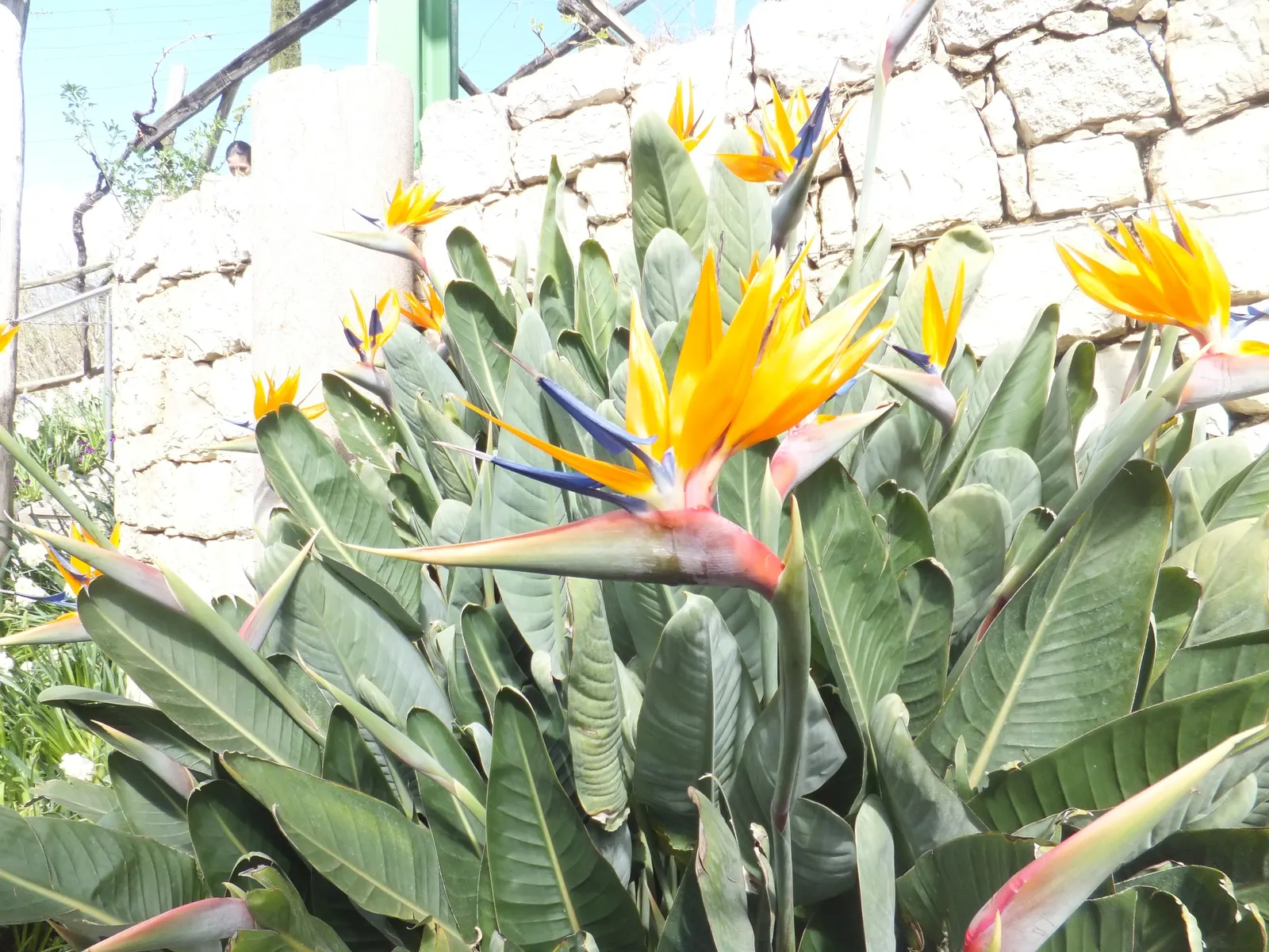 Bird Of Paradise (Strelitzia Reginae) — While the plant prefers a full sun or partial shade location; consistent moisture will promote lush foliage, image 99