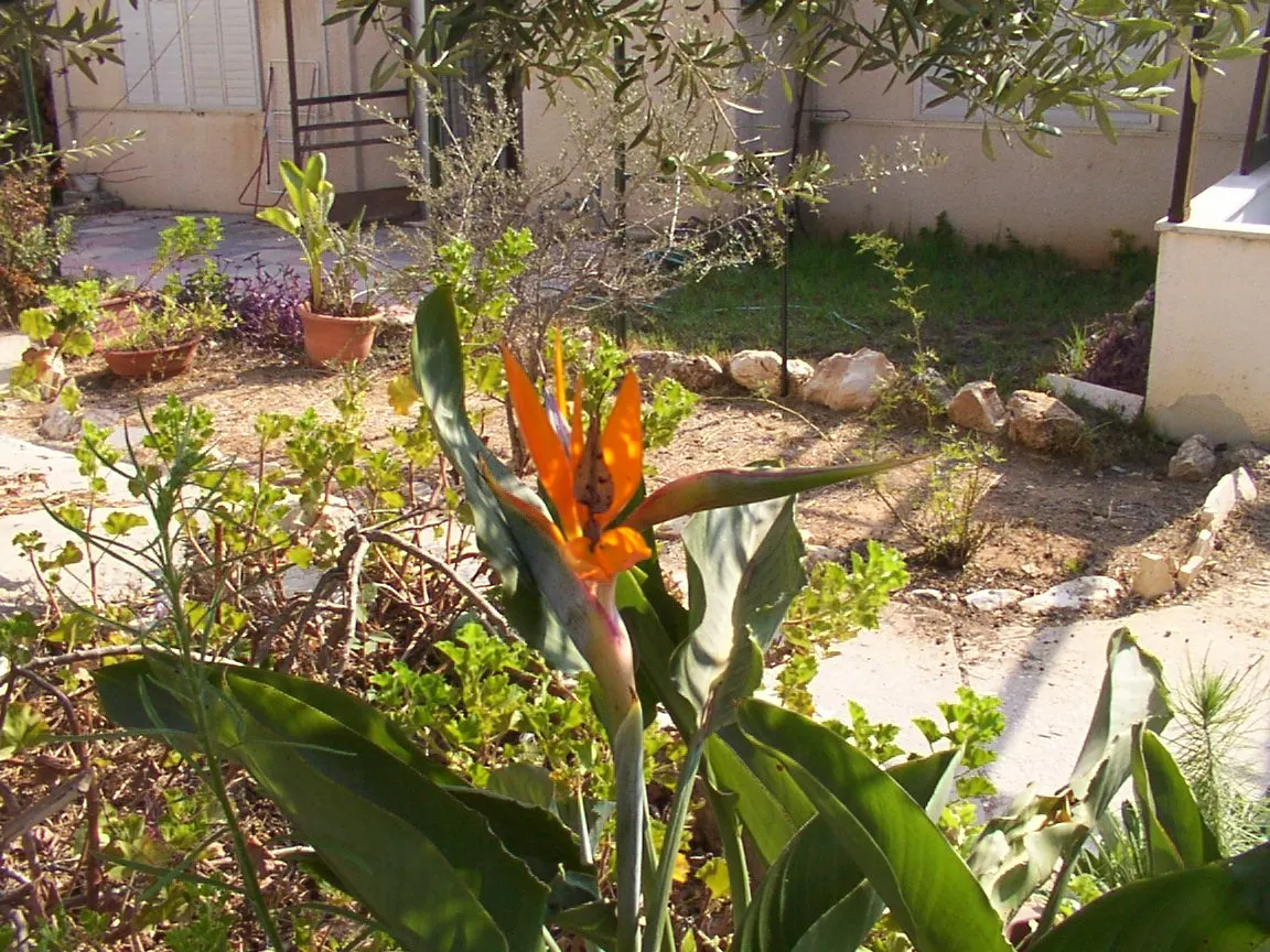 Bird Of Paradise (Strelitzia Reginae) — These grey-green leaves emerge from a slow-growing trunk that forms multiple stems over time; the flowers, image 126