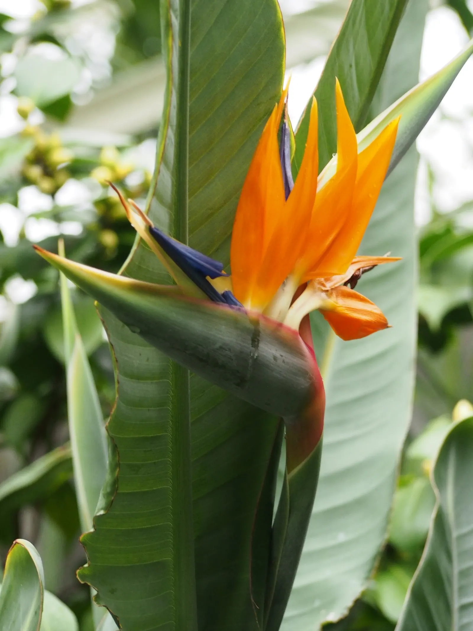 Bird Of Paradise (Strelitzia Reginae) — Hardiness zones range from 9b through 11; consistent moisture will promote lush foliage and more vibrant, image 119