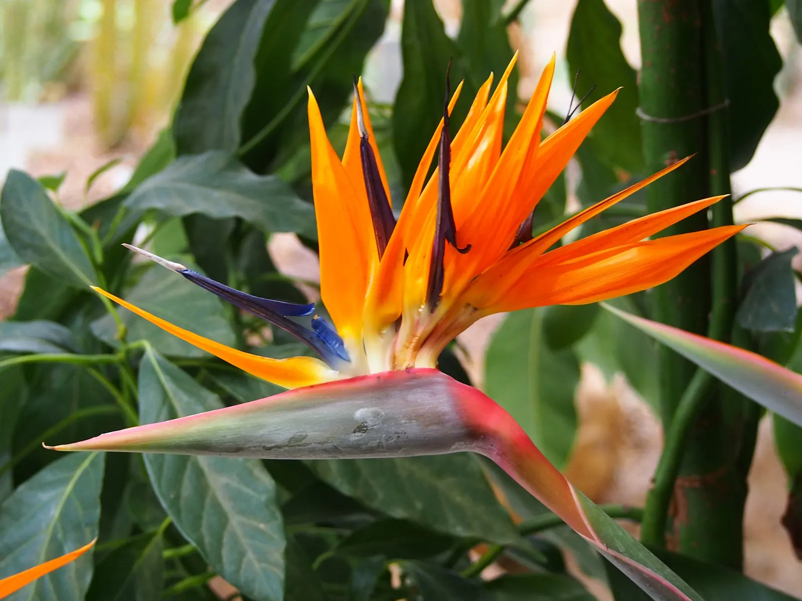 Bird Of Paradise (Strelitzia Reginae) — making it an excellent choice for focal points; or as an anchor in island plantings, image 108