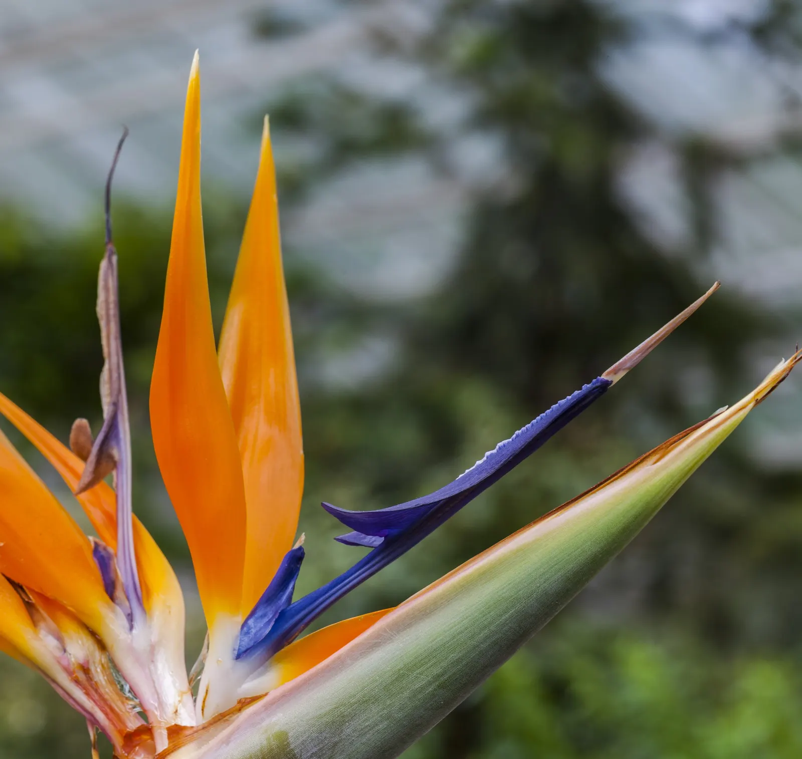 Bird Of Paradise (Strelitzia Reginae) — shrub for full or half; or as an anchor in island plantings, image 84