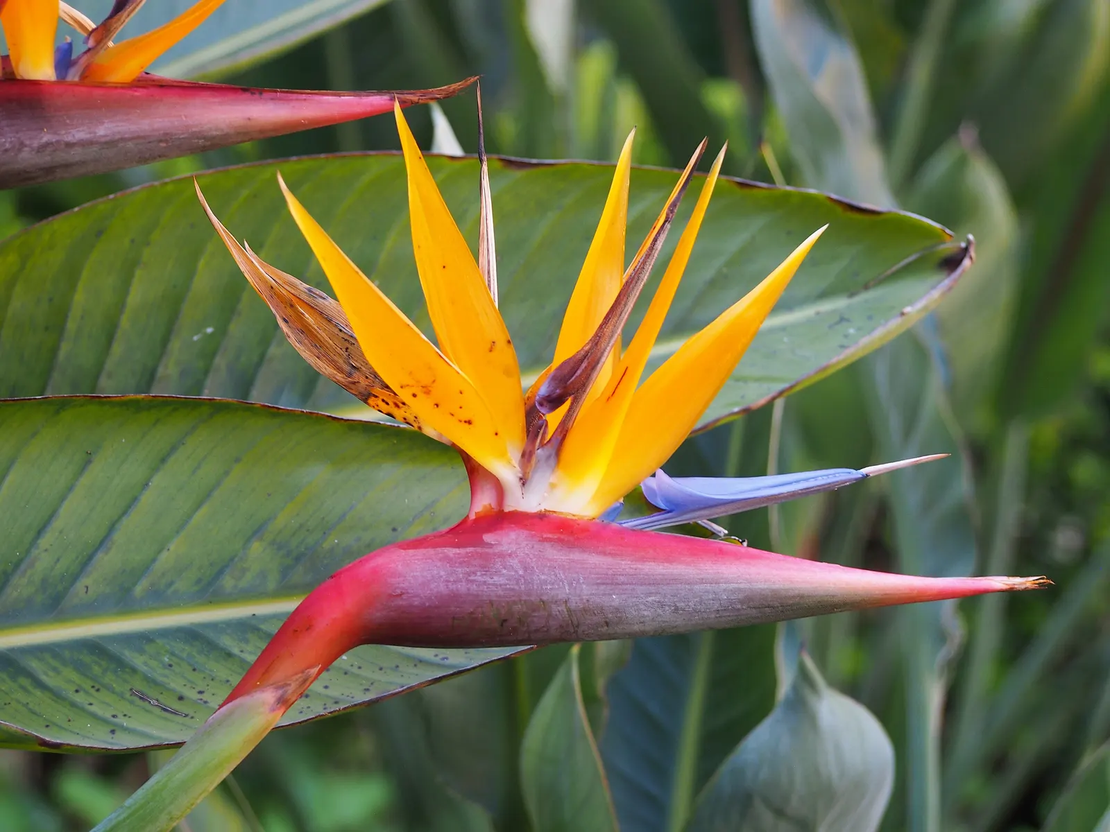 Bird Of Paradise (Strelitzia Reginae) — Although drought-tolerant once established; blade-like leaves reaching 4-6 feet and thrives in well-drained, image 101