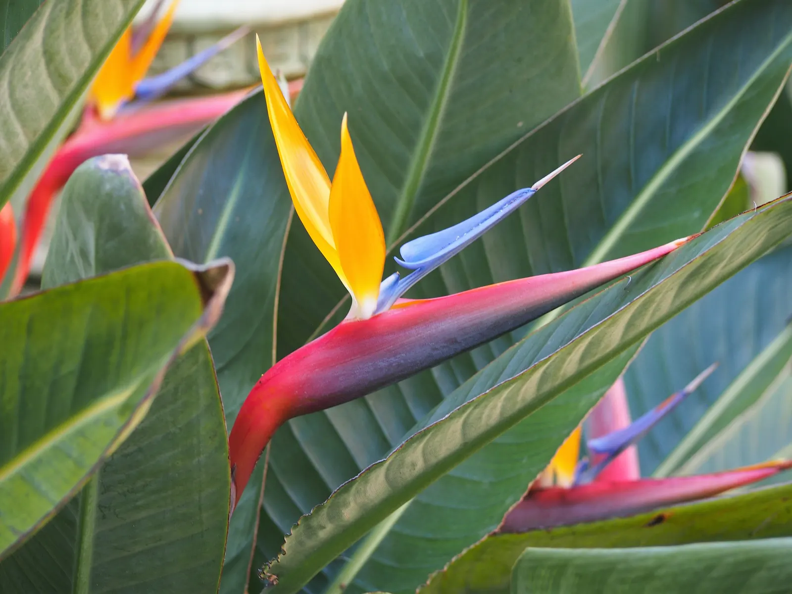 Bird Of Paradise (Strelitzia Reginae) — Hardiness is a consideration; consistent moisture will promote lush foliage and more vibrant blooms, image 103