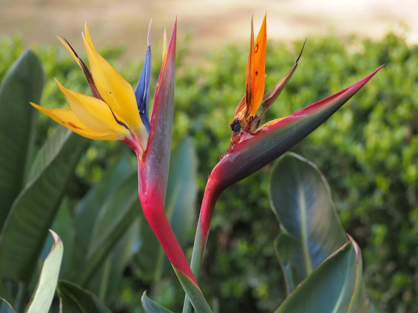 Bird Of Paradise (Strelitzia Reginae) — consistent moisture will promote lush foliage and more vibrant blooms; the flowers consist of vivid orange, image 102