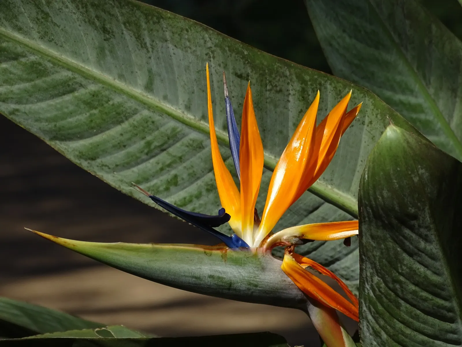Bird Of Paradise (Strelitzia Reginae) — Although drought-tolerant once established; blade-like leaves reaching 4-6 feet and thrives in well-drained, image 129