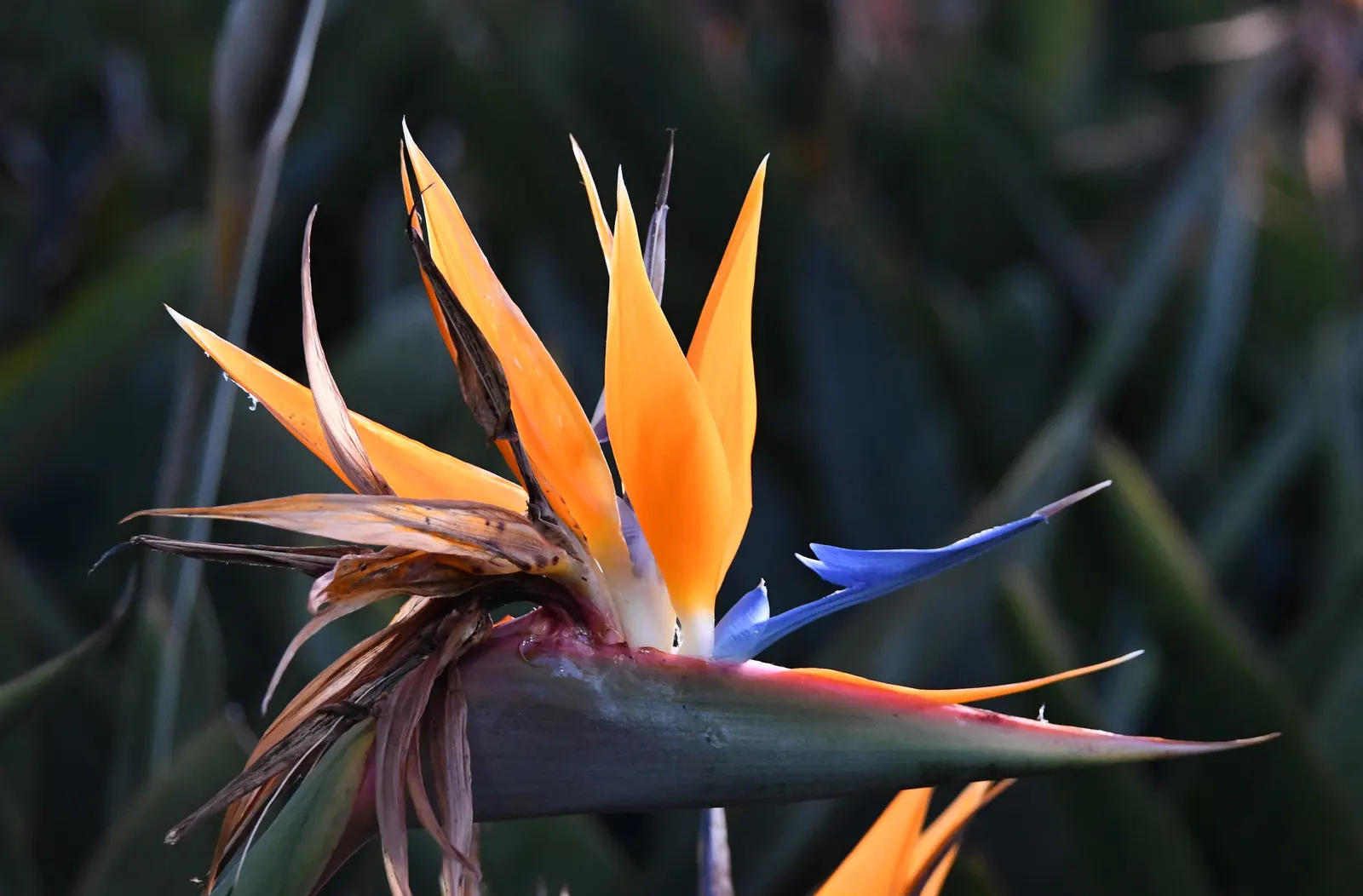 Bird Of Paradise (Strelitzia Reginae) — Although drought-tolerant once established