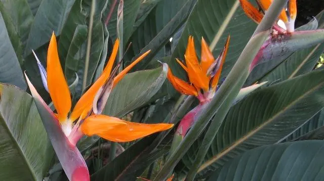 Bird Of Paradise (Strelitzia Reginae) — considering its eventual spread; consistent moisture will promote lush foliage and more vibrant blooms, image 107