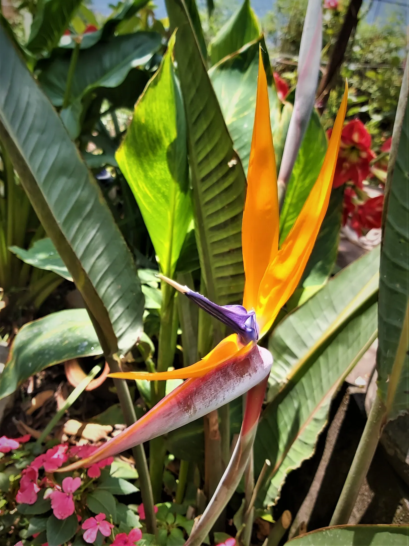 Bird Of Paradise (Strelitzia Reginae) — blade-like leaves reaching 4-6 feet and thrives in well-drained soil under full to partial sun; or as an, image 88