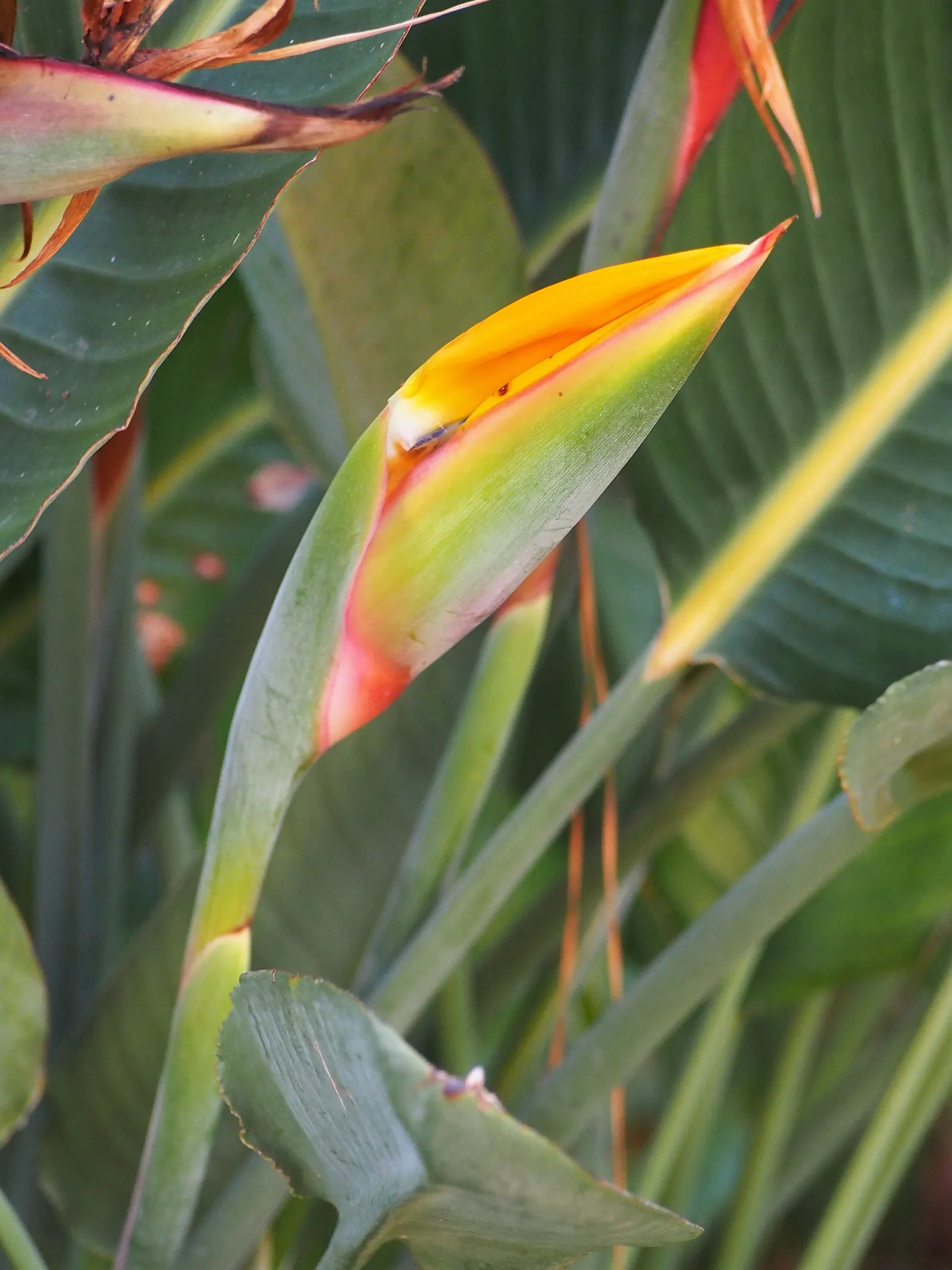 Bird Of Paradise (Strelitzia Reginae) — This striking plant is native to South Africa and is known for its unique bloom; blade-like leaves reaching, image 121