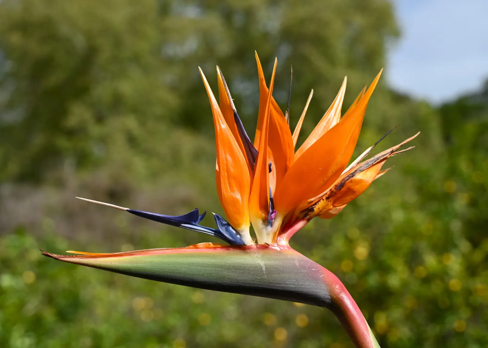 Bird Of Paradise (Strelitzia Reginae) — which resembles a colorful bird in flight; the flowers consist of vivid orange and blue hues and are, image 94