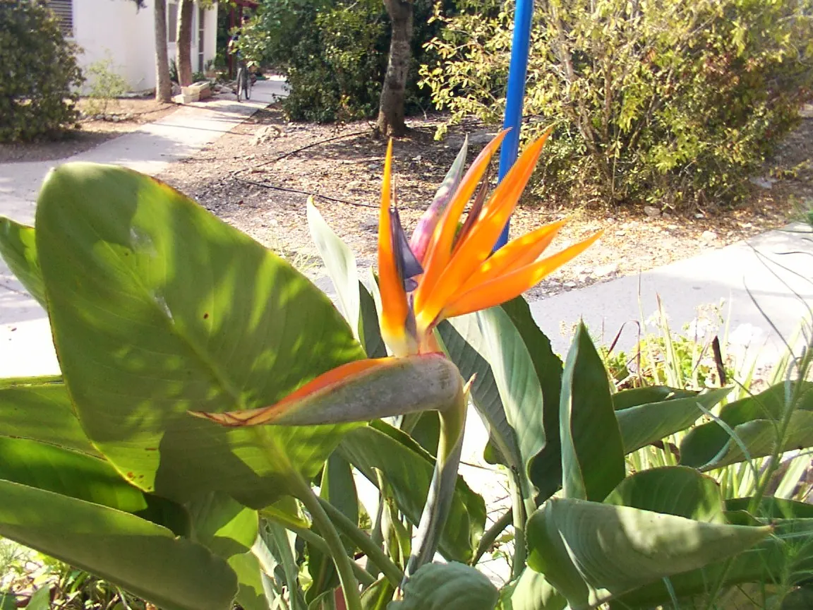 Bird Of Paradise (Strelitzia Reginae) — commonly called Bird of Paradise; blade-like leaves reaching 4-6 feet and thrives in well-drained soil, image 113