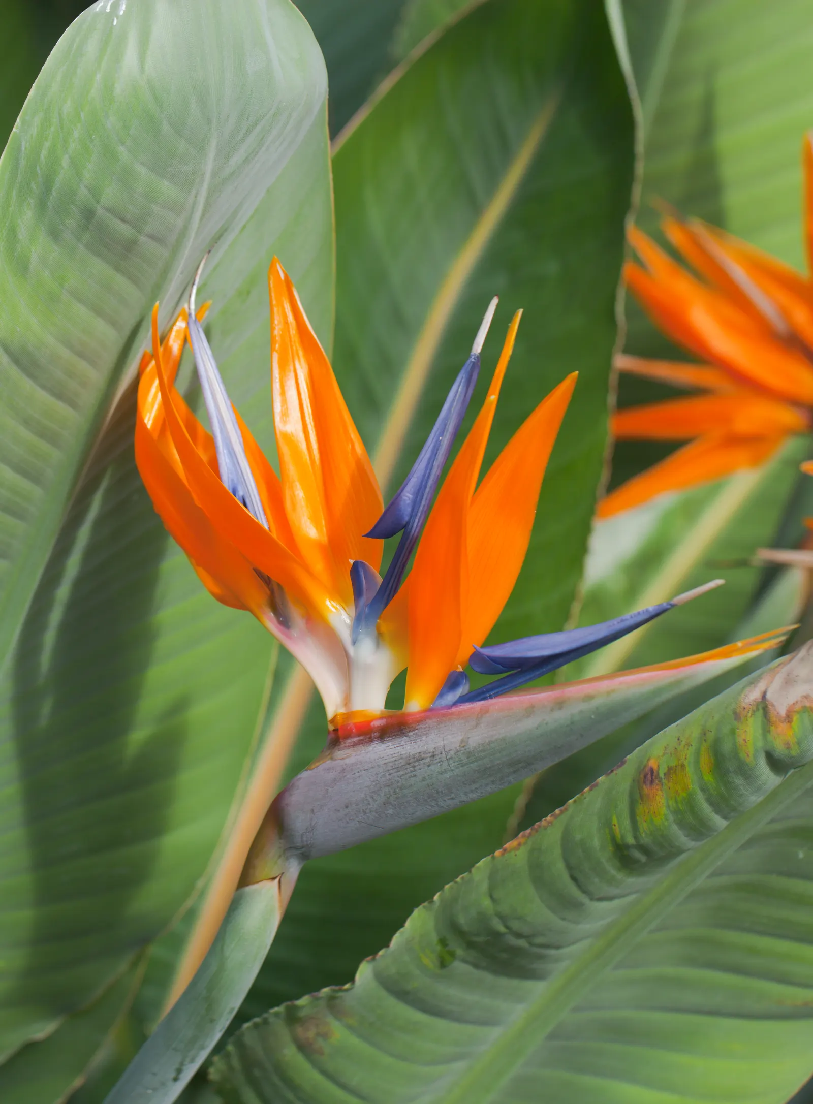 Bird Of Paradise (Strelitzia Reginae) — Proper spacing should be allocated; the flowers consist of vivid orange and blue hues and are nestled, image 106