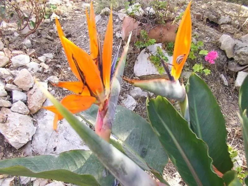 Bird Of Paradise (Strelitzia Reginae) — shrub with multi-colored and orange blooms; consistent moisture will promote lush foliage and more vibrant, image 111