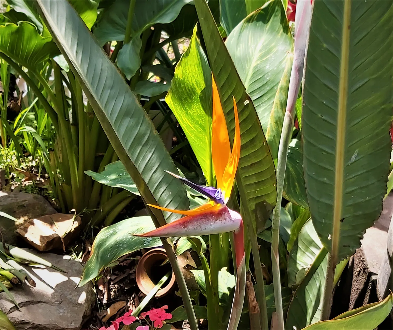 Bird Of Paradise (Strelitzia Reginae) — This striking plant is native to South Africa and is known for its unique bloom; blade-like leaves reaching, image 93