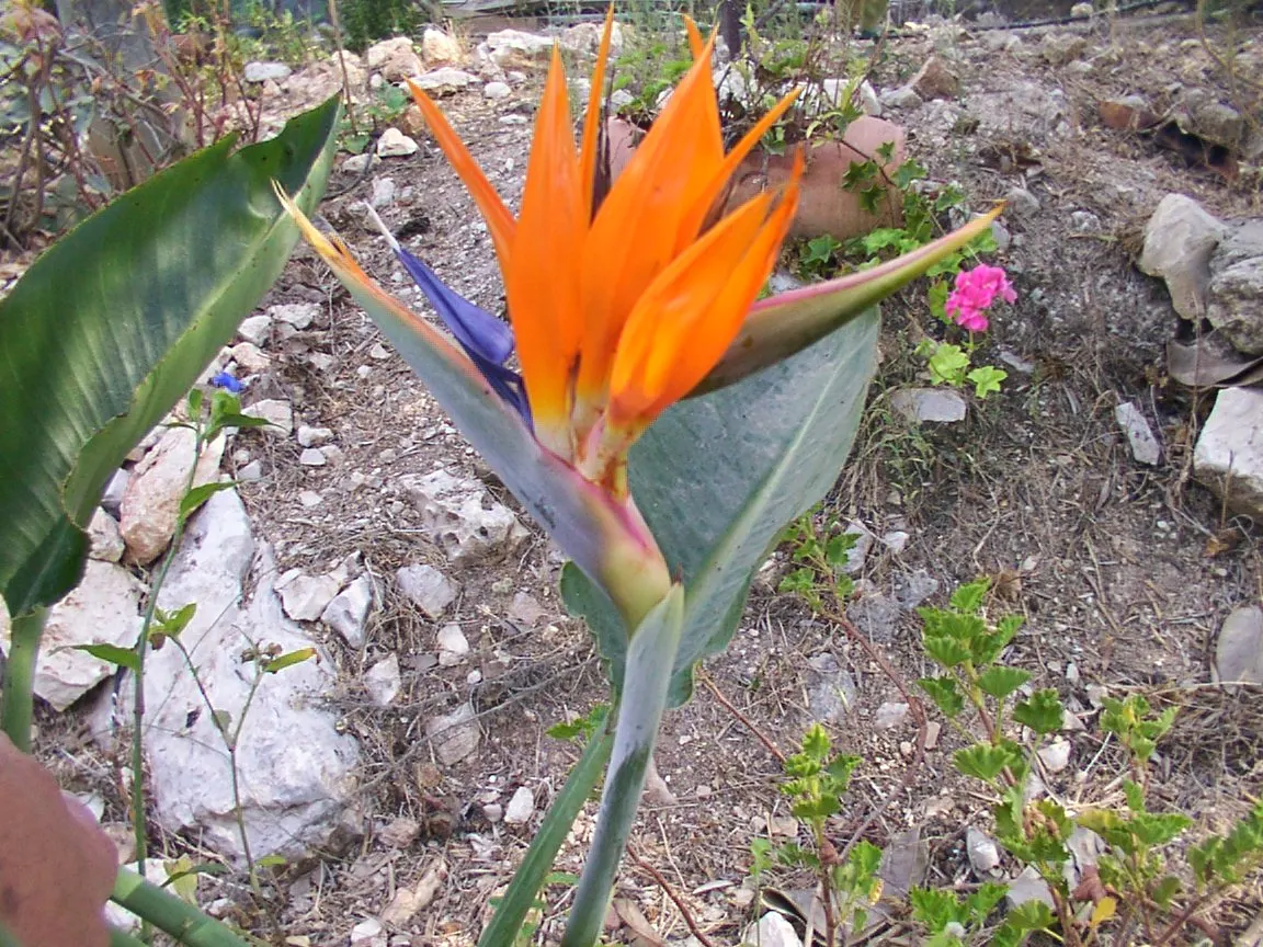 Bird Of Paradise (Strelitzia Reginae) — it is also necessary to provide protection from strong winds to prevent leaf damage.<br><br>For optimal, image 128