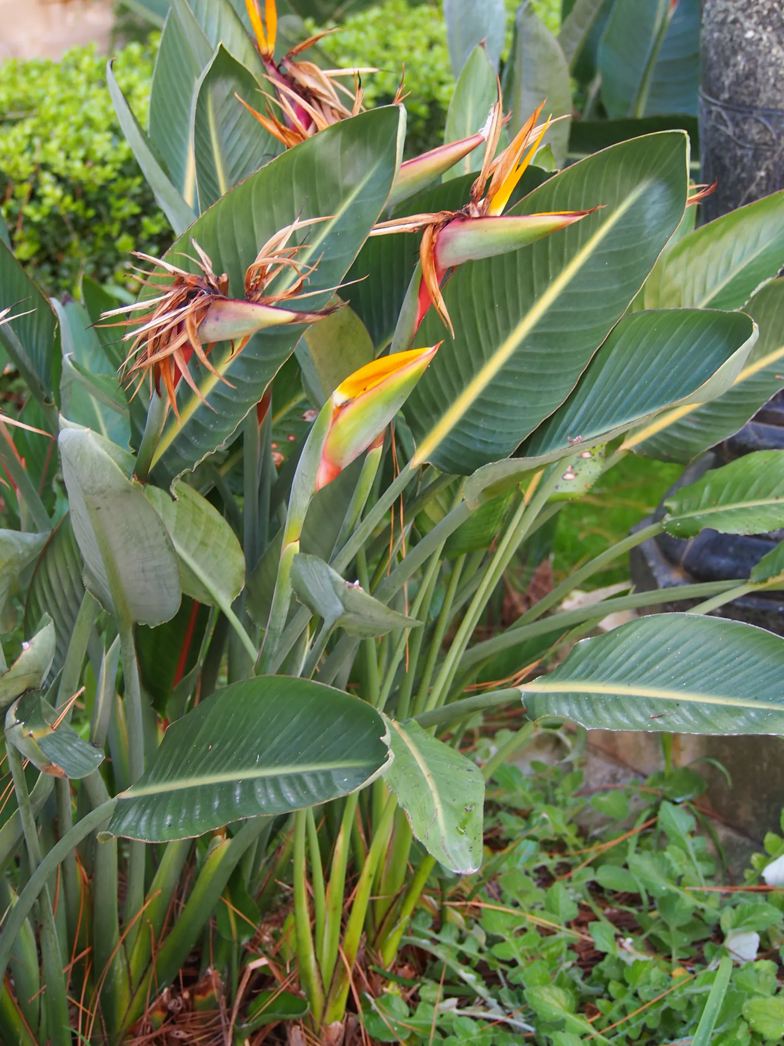 Bird Of Paradise (Strelitzia Reginae) — is a captivating and tropical perennial that adds an exotic flair to any garden landscape; or as an anchor, image 120