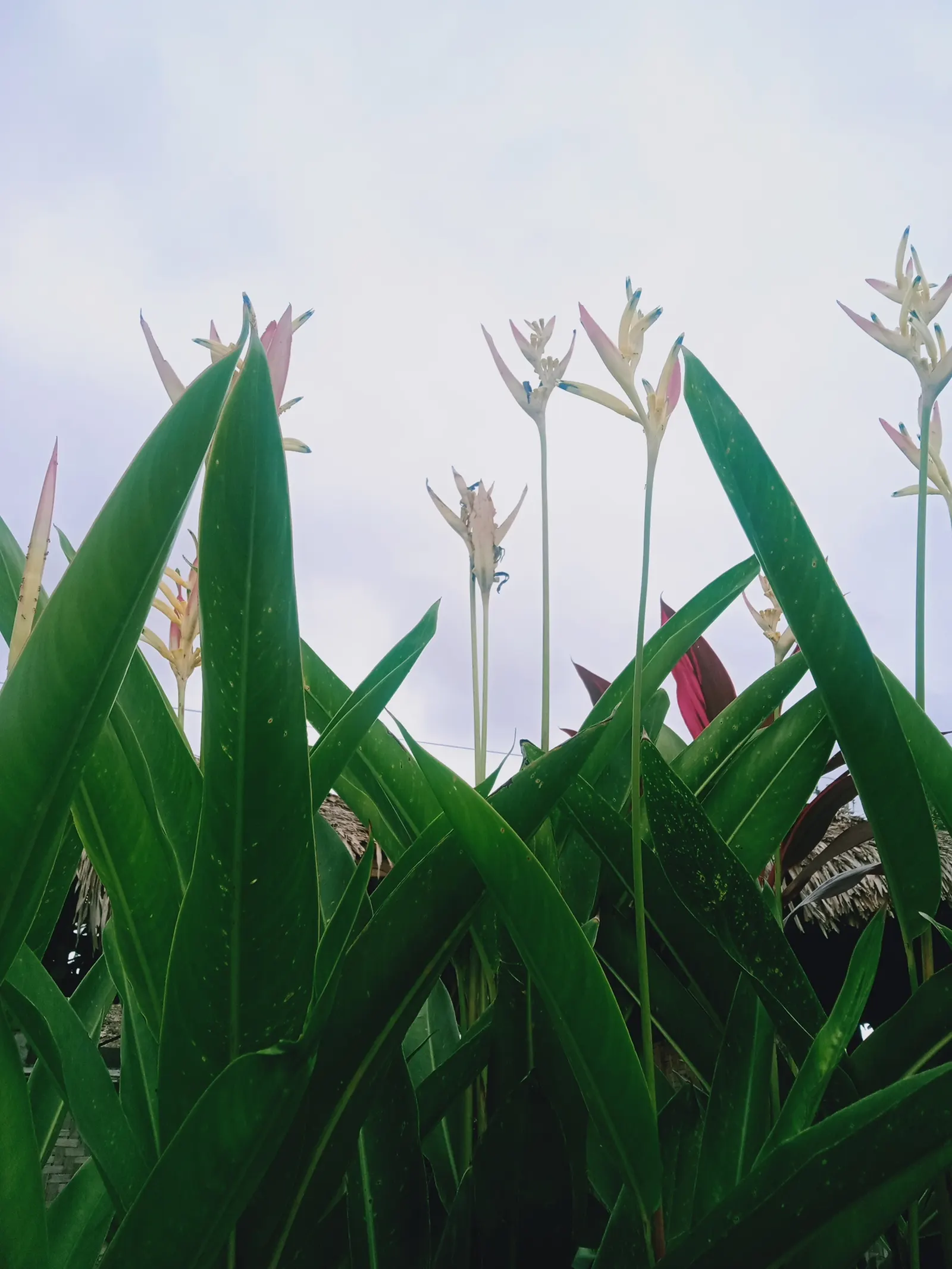 Bird Of Paradise (Strelitzia Reginae) — paddle-shaped leaves that can grow up to 18 inches long and 6 inches wide
