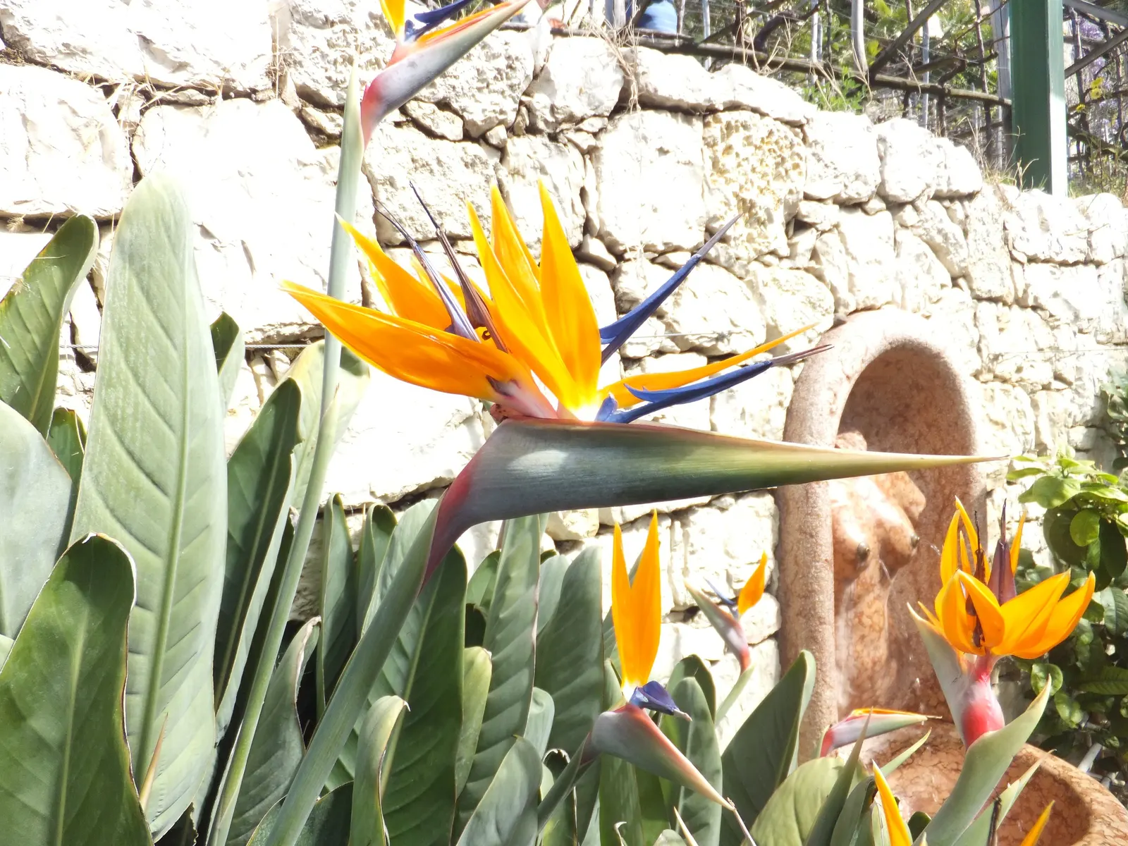 Bird Of Paradise (Strelitzia Reginae) — it is also necessary to provide protection from strong winds to prevent leaf damage.<br><br>For optimal, image 100