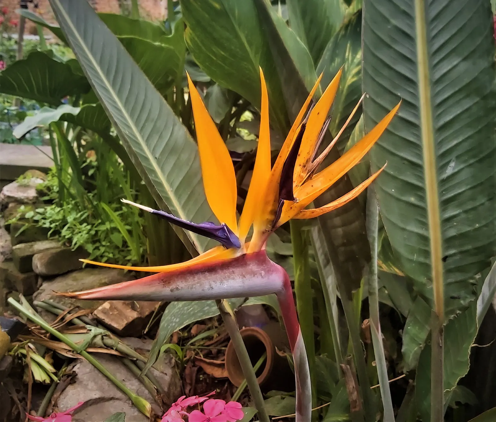 Bird Of Paradise (Strelitzia Reginae) — Hardiness zones range from 9b through 11; consistent moisture will promote lush foliage and more vibrant, image 91
