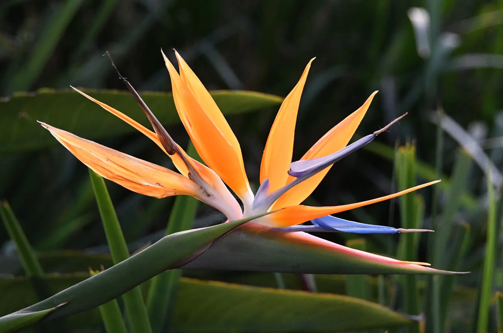 Bird Of Paradise (Strelitzia Reginae) — While the plant prefers a full sun or partial shade location