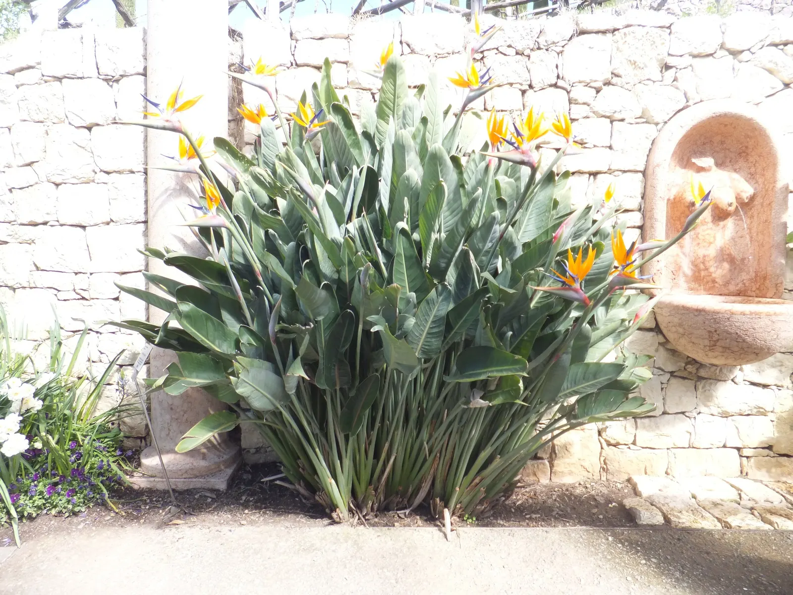 Bird Of Paradise (Strelitzia Reginae) — shrub for full or half; or as an anchor in island plantings, image 112