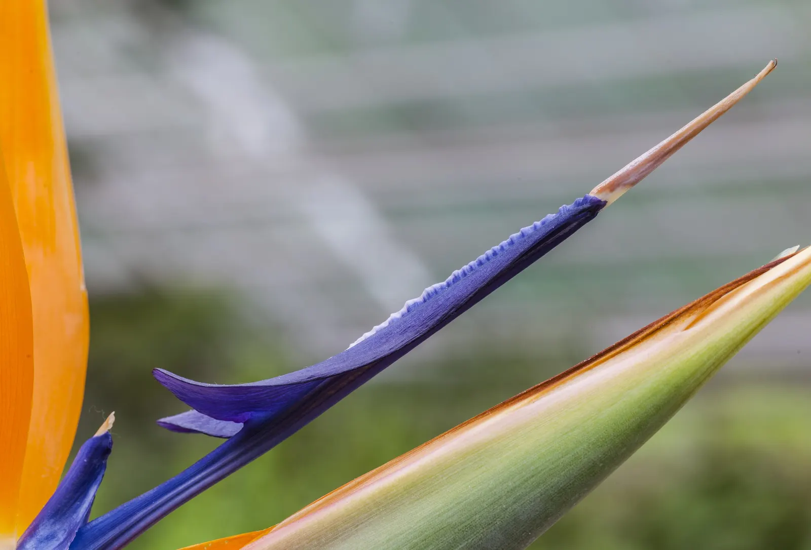 Bird Of Paradise (Strelitzia Reginae) — paddle-shaped leaves that can grow up to 18 inches long and 6 inches wide; blade-like leaves reaching 4-6, image 97