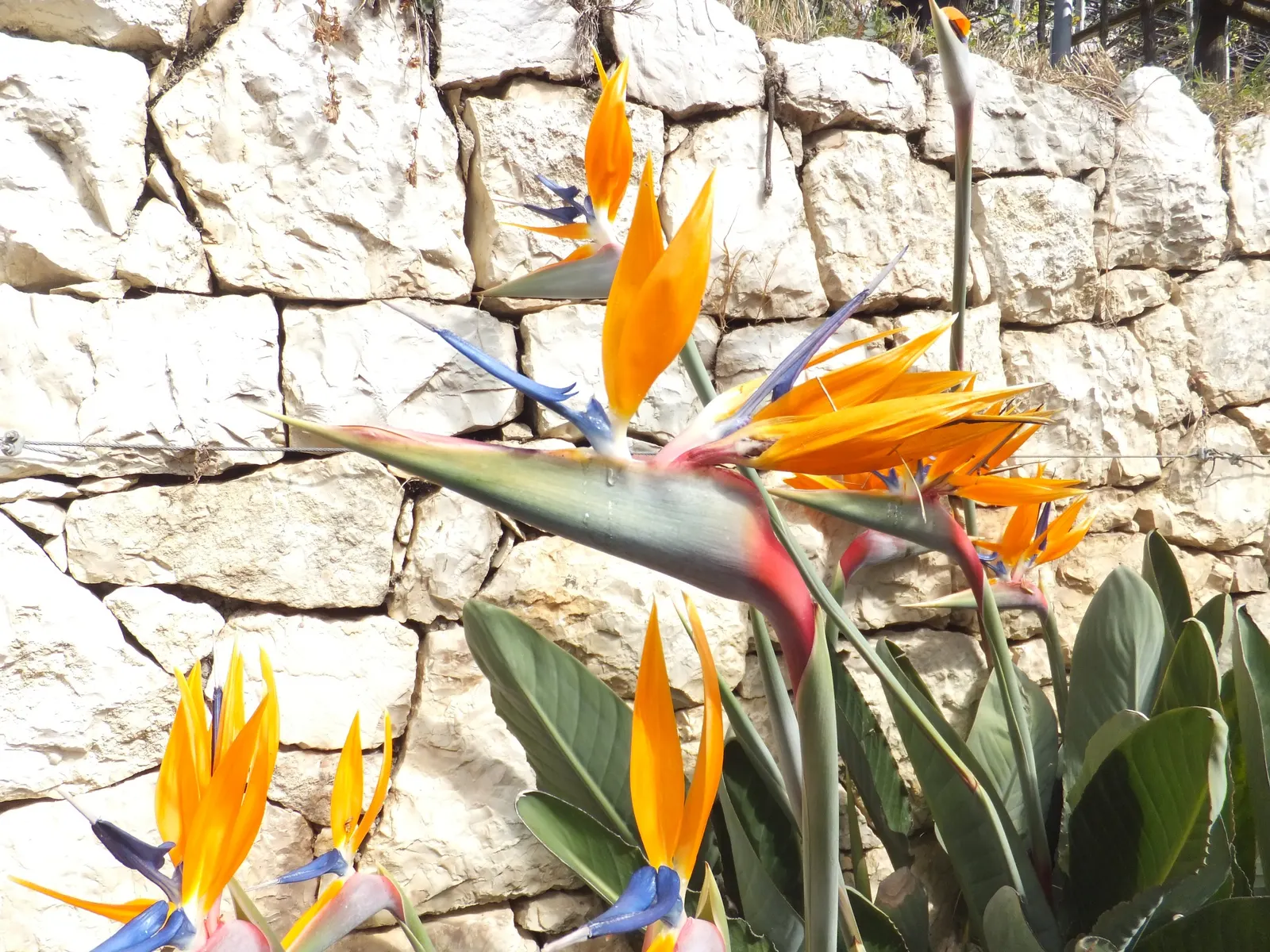 Bird Of Paradise (Strelitzia Reginae) — The flowers consist of vivid orange and blue hues and are nestled within purplish bracts; consistent, image 95