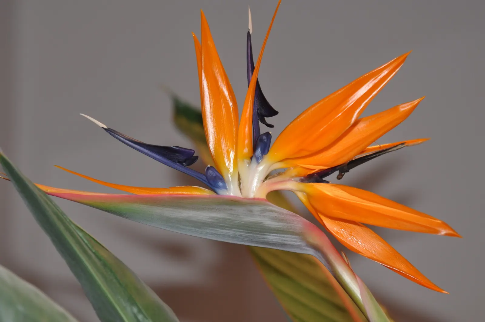 Bird Of Paradise (Strelitzia Reginae) — flaunts vibrant crane-like orange and blue flowers; the flowers consist of vivid orange and blue hues and, image 86
