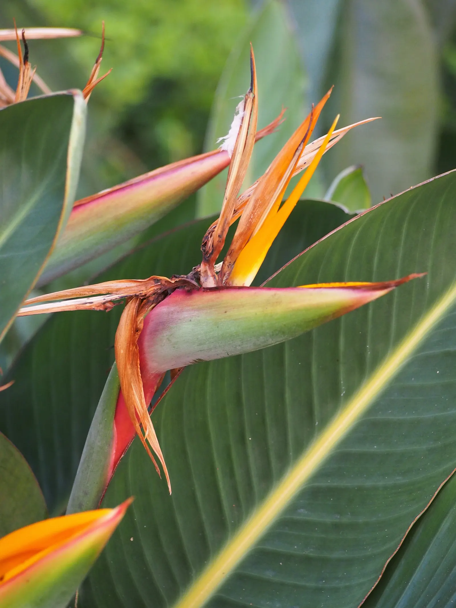 Bird Of Paradise (Strelitzia Reginae) — blade-like leaves reaching 4-6 feet and thrives in well-drained soil under full to partial sun; or as an, image 116