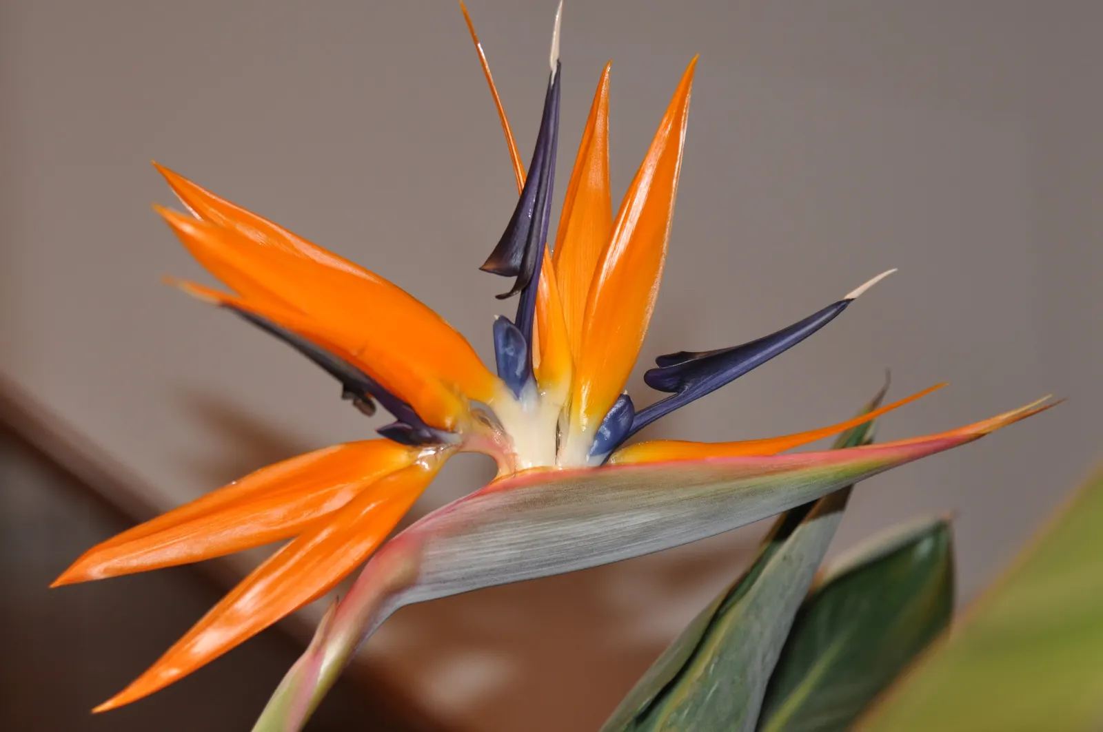 Bird Of Paradise (Strelitzia Reginae) — The flowers consist of vivid orange and blue hues and are nestled within purplish bracts; consistent, image 123