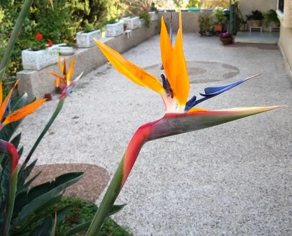 Bird Of Paradise (Strelitzia Reginae) — multi-colored and orange flowers in the garden; the flowers consist of vivid orange and blue hues and are, image 110