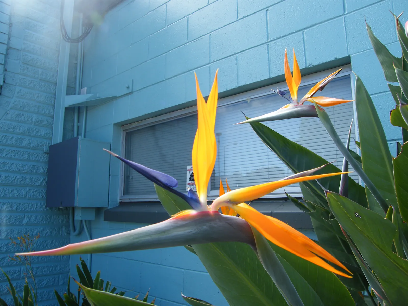 Bird Of Paradise (Strelitzia Reginae) — flaunts vibrant crane-like orange and blue flowers; the flowers consist of vivid orange and blue hues and, image 114