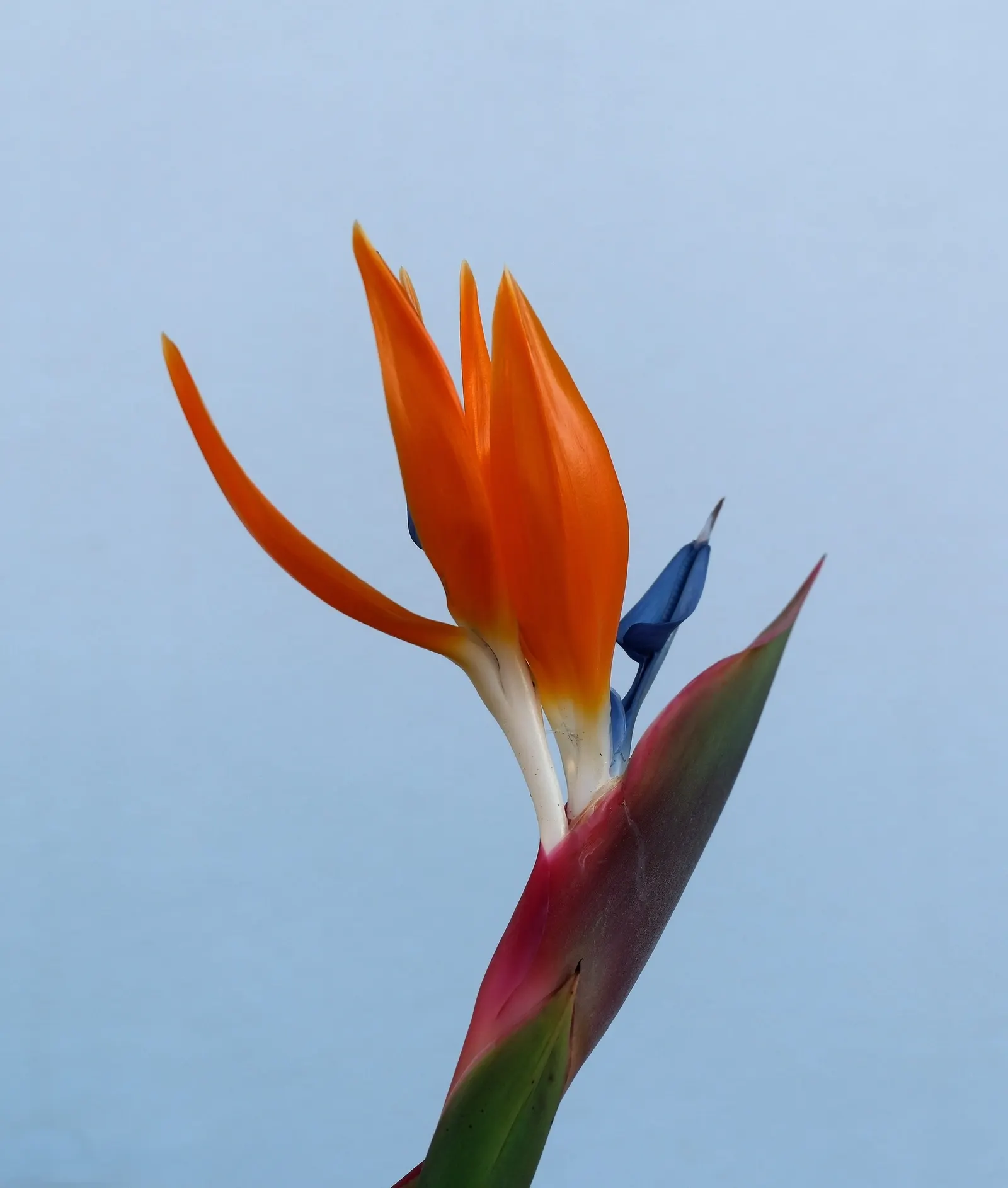 Bird Of Paradise (Strelitzia Reginae) — multi-colored and orange flowers in the garden; the flowers consist of vivid orange and blue hues and are, image 82