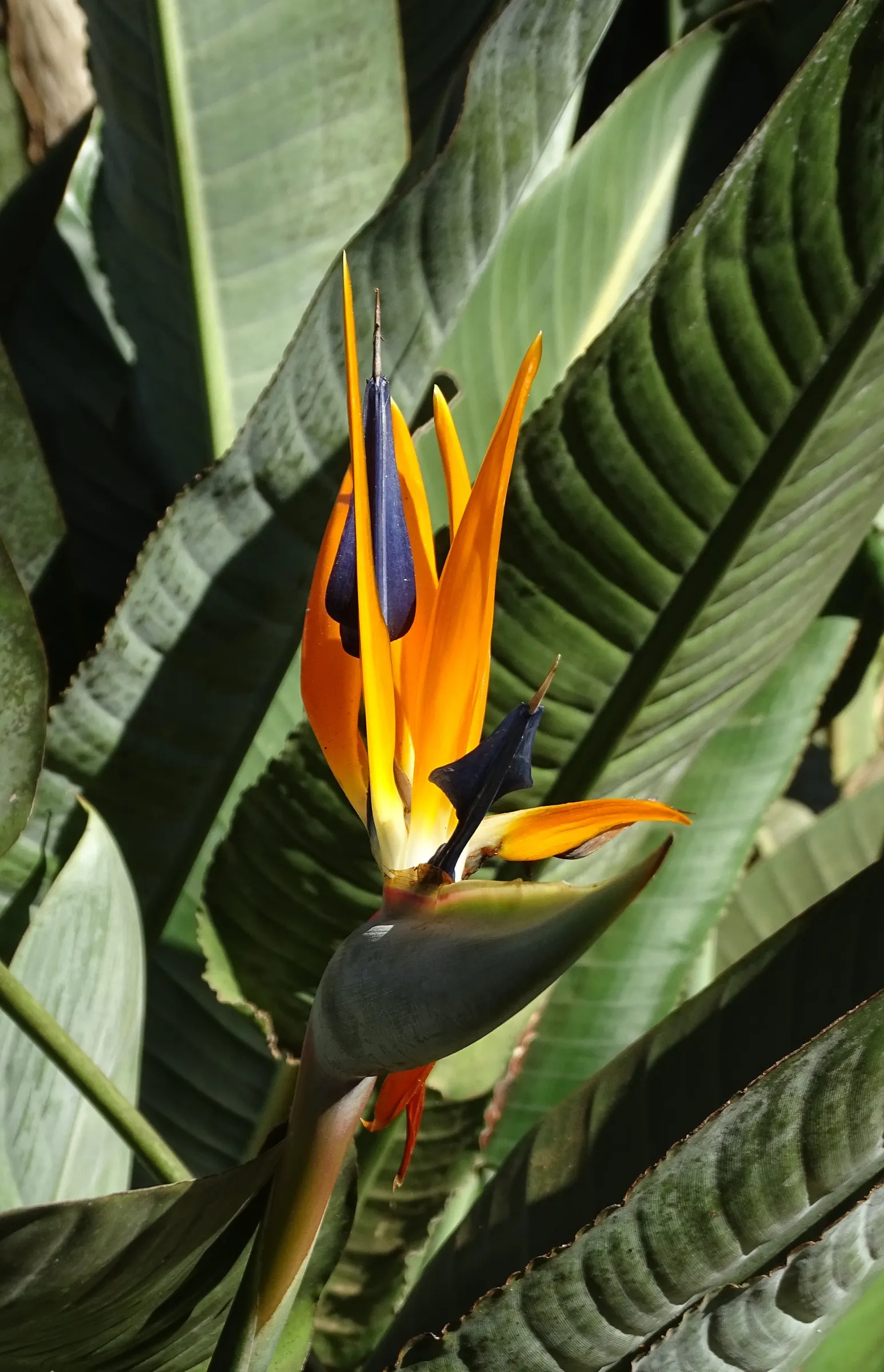 Bird Of Paradise (Strelitzia Reginae) — Hardiness is a consideration; consistent moisture will promote lush foliage and more vibrant blooms, image 131