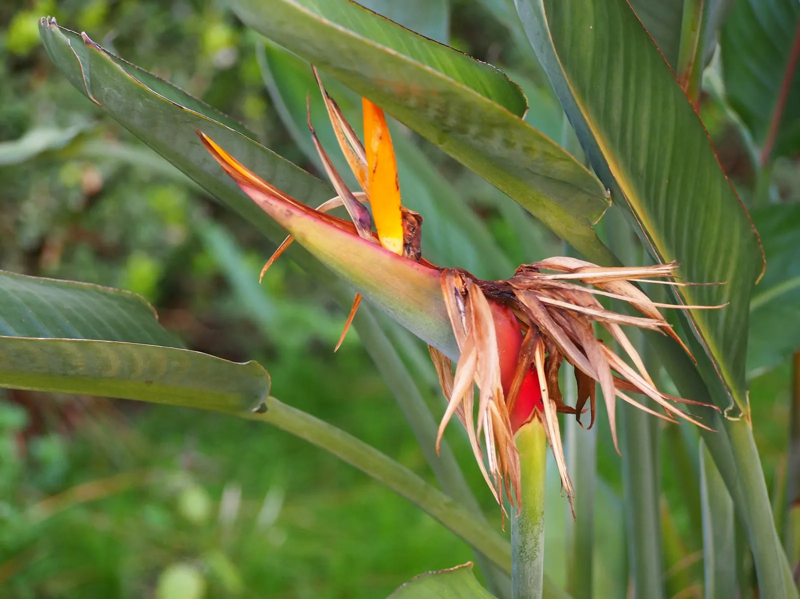 Bird Of Paradise (Strelitzia Reginae) — as the Bird of Paradise thrives in USDA zones 10-12 and tolerates temperatures down to about 50&deg;F; or, image 104