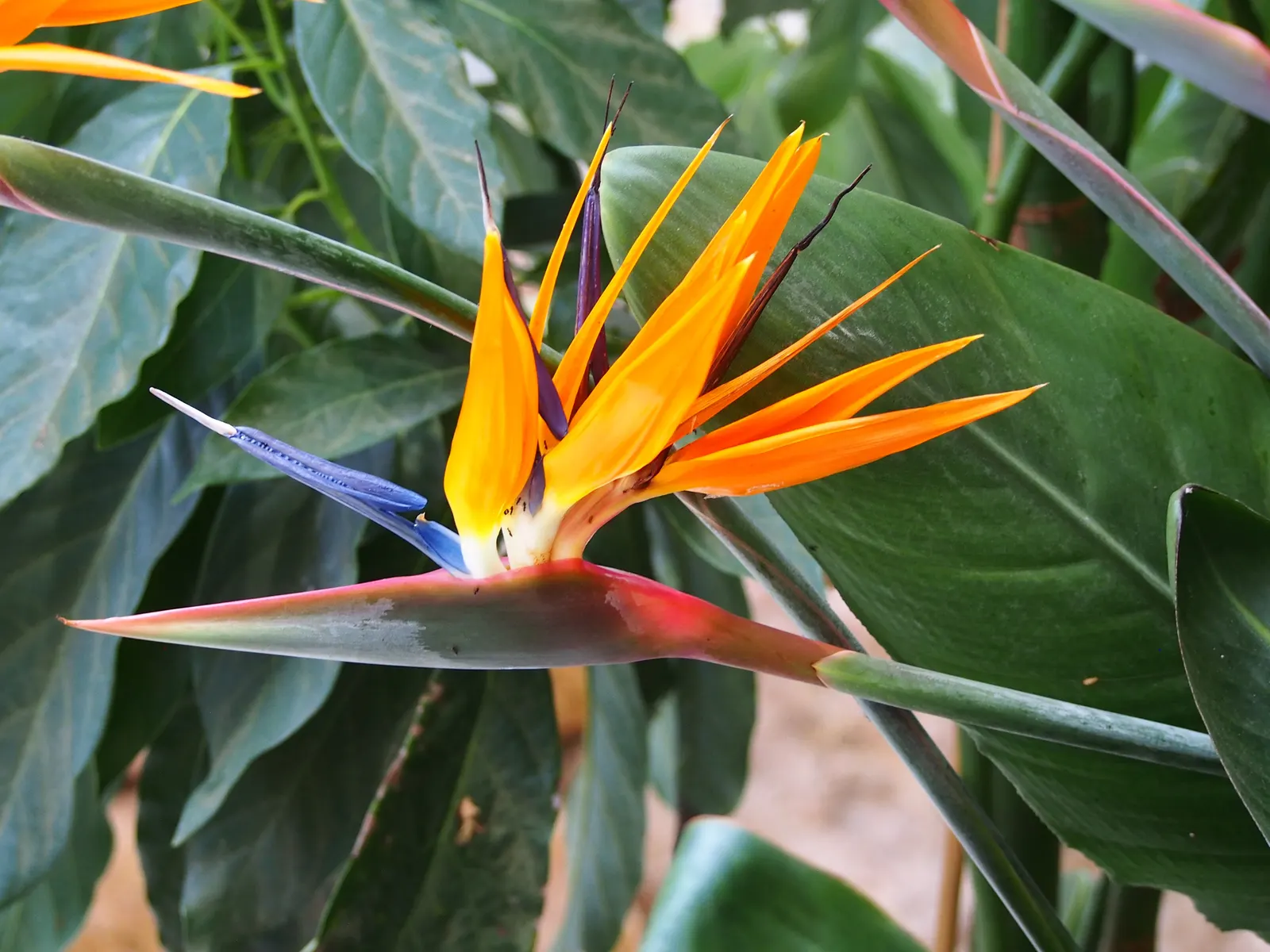 Bird Of Paradise (Strelitzia Reginae) — blooming intermittently throughout the year; or as an anchor in island plantings, image 124