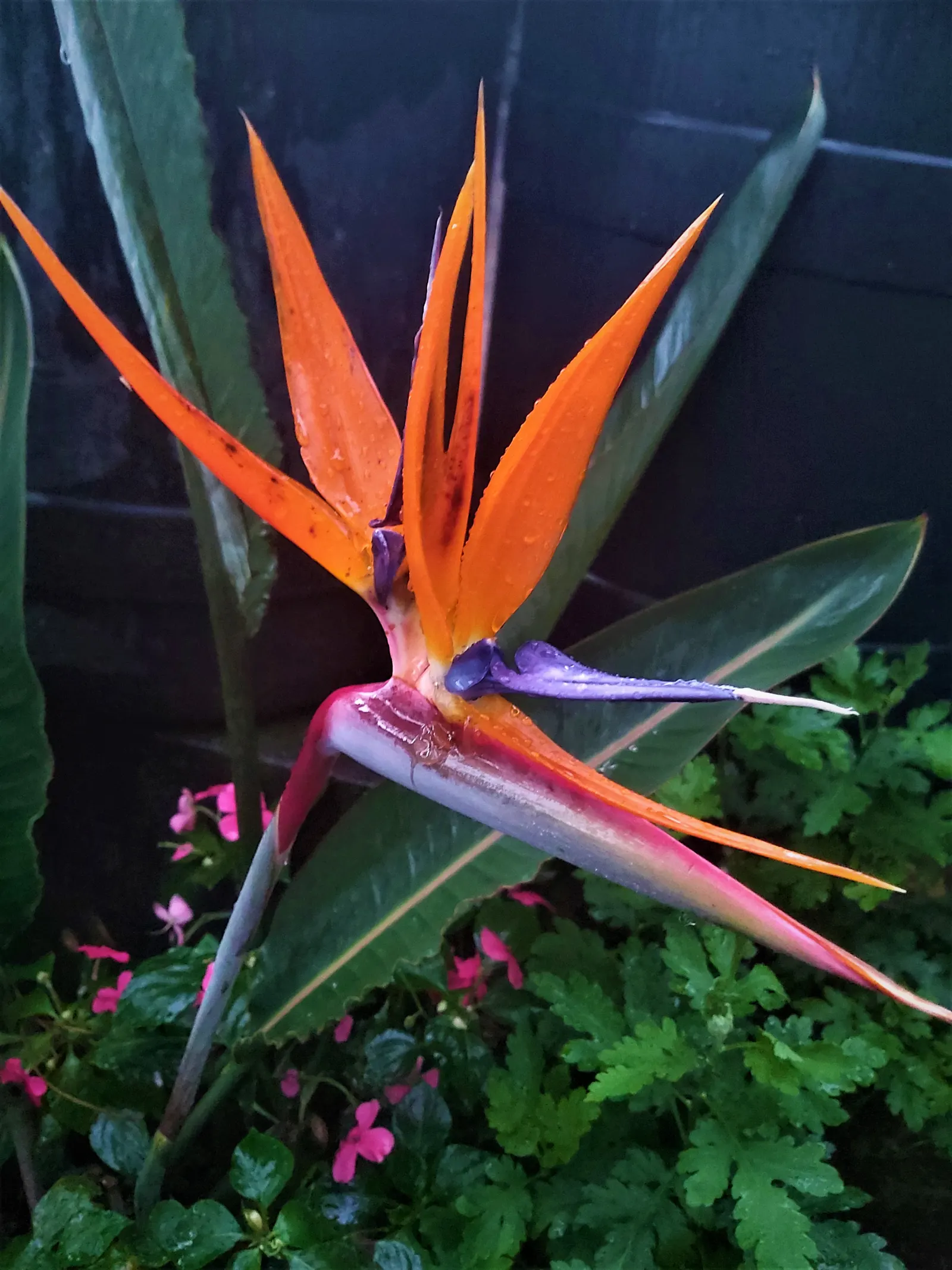 Bird Of Paradise (Strelitzia Reginae) — it requires minimal maintenance and can withstand brief cold snaps; the flowers consist of vivid orange and, image 90