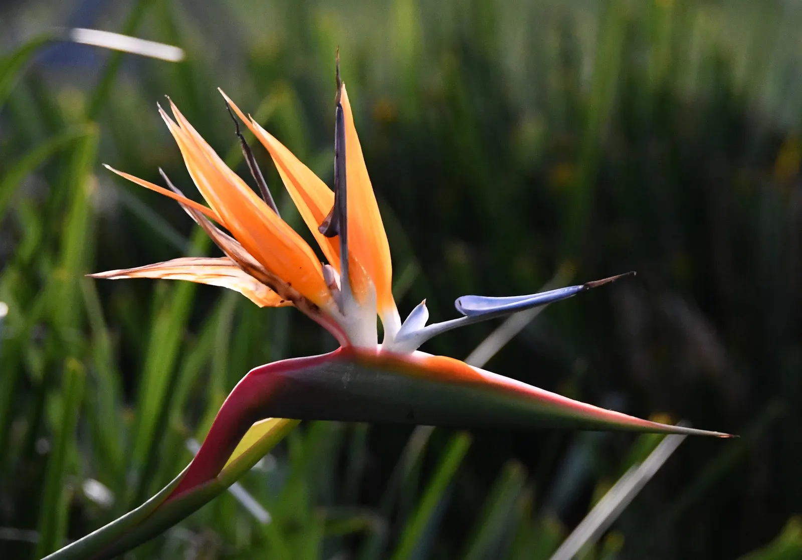 Bird Of Paradise (Strelitzia Reginae) — These grey-green leaves emerge from a slow-growing trunk that forms multiple stems over time
