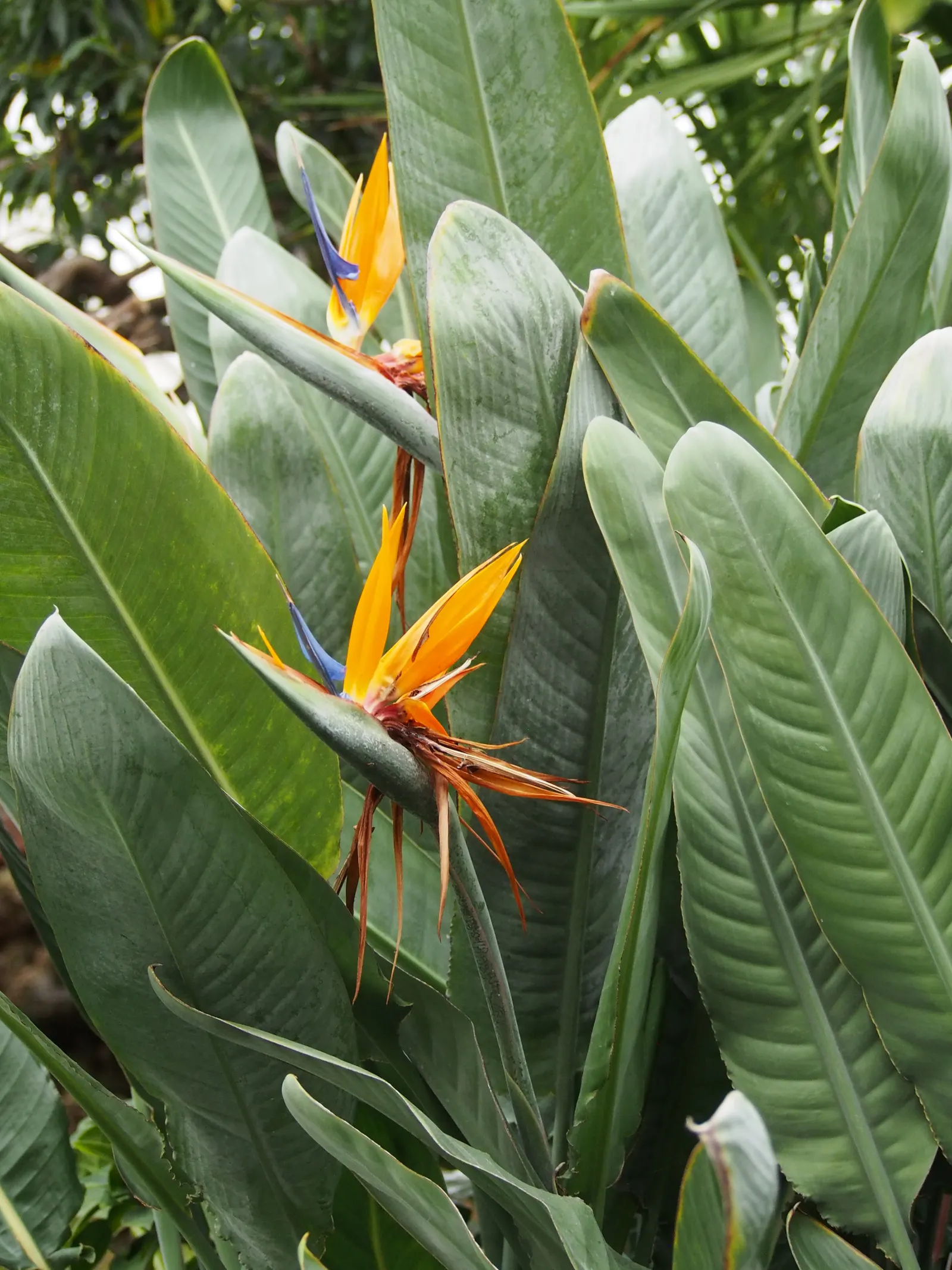 Bird Of Paradise (Strelitzia Reginae) — exotic touch to landscapes; blade-like leaves reaching 4-6 feet and thrives in well-drained soil under full, image 117