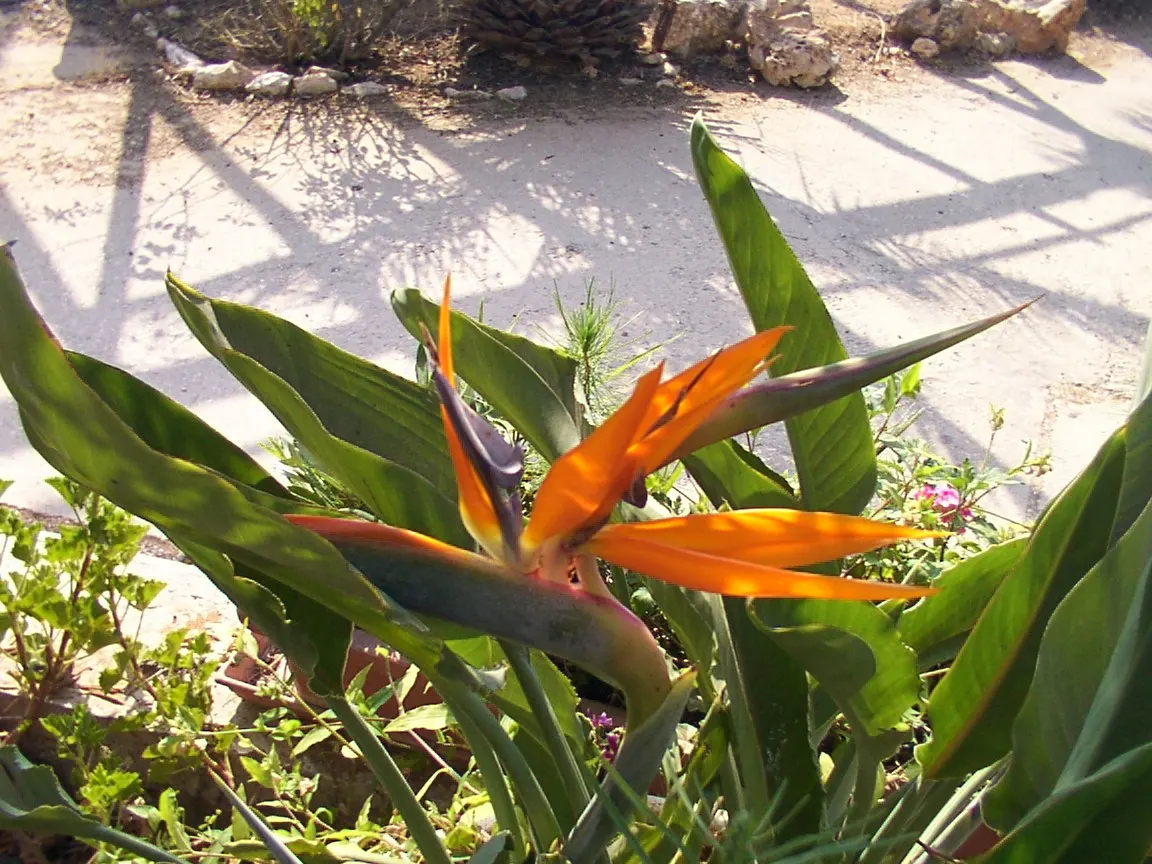 Bird Of Paradise (Strelitzia Reginae) — resembling tropical birds in flight; consistent moisture will promote lush foliage and more vibrant blooms, image 115