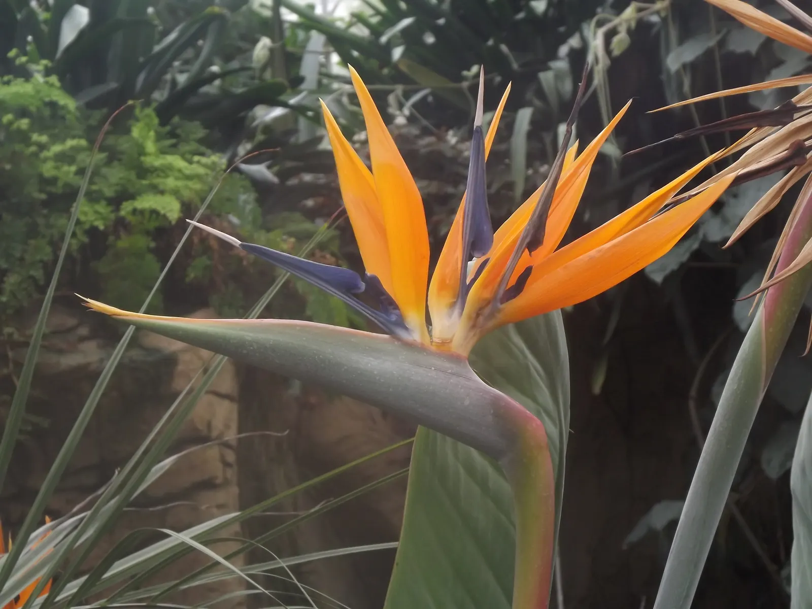 Bird Of Paradise (Strelitzia Reginae) — it is also necessary to provide protection from strong winds to prevent leaf damage.<br><br>For optimal growth