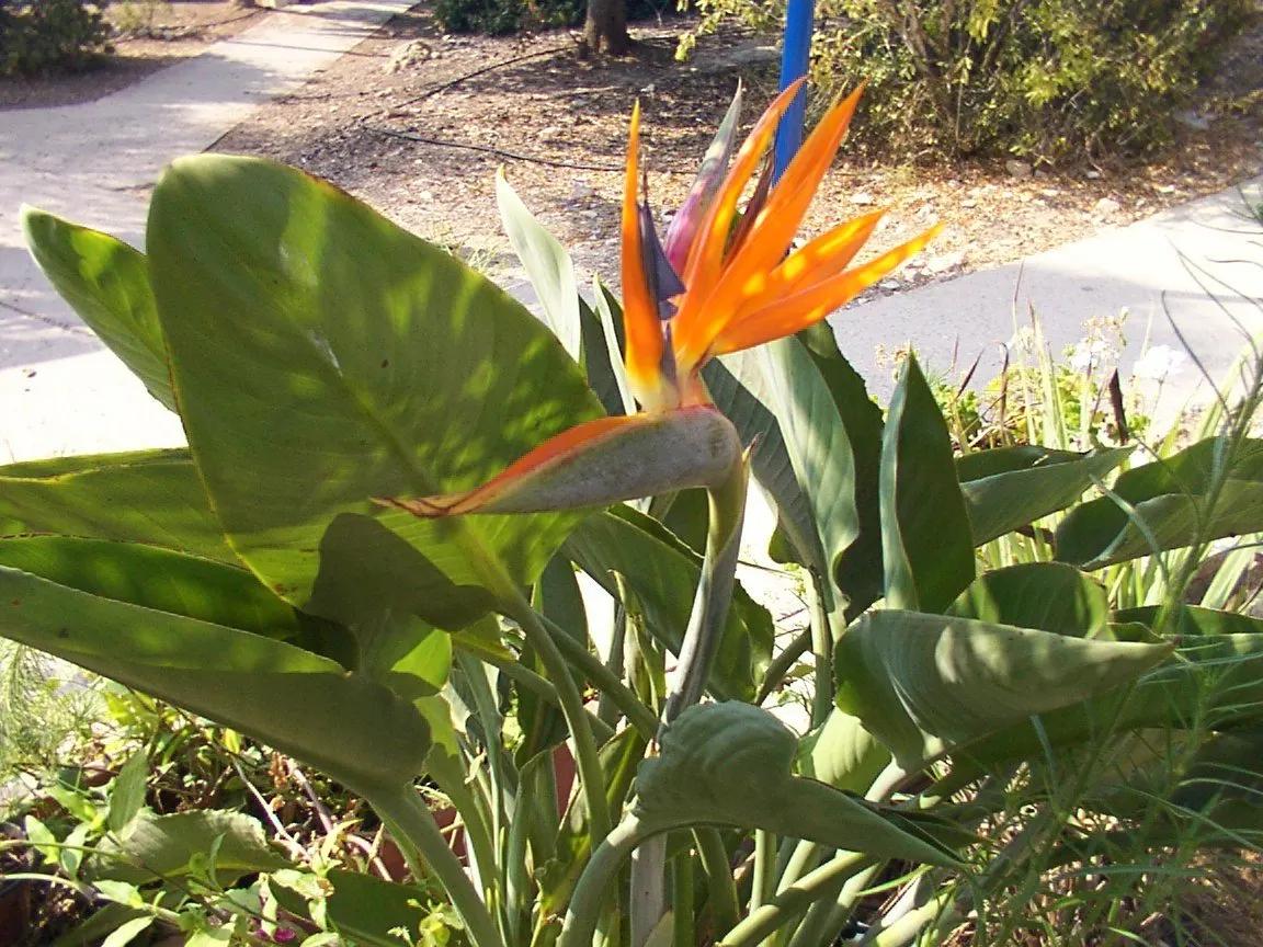 Bird Of Paradise (Strelitzia Reginae) — While the plant prefers a full sun or partial shade location; consistent moisture will promote lush foliage, image 127