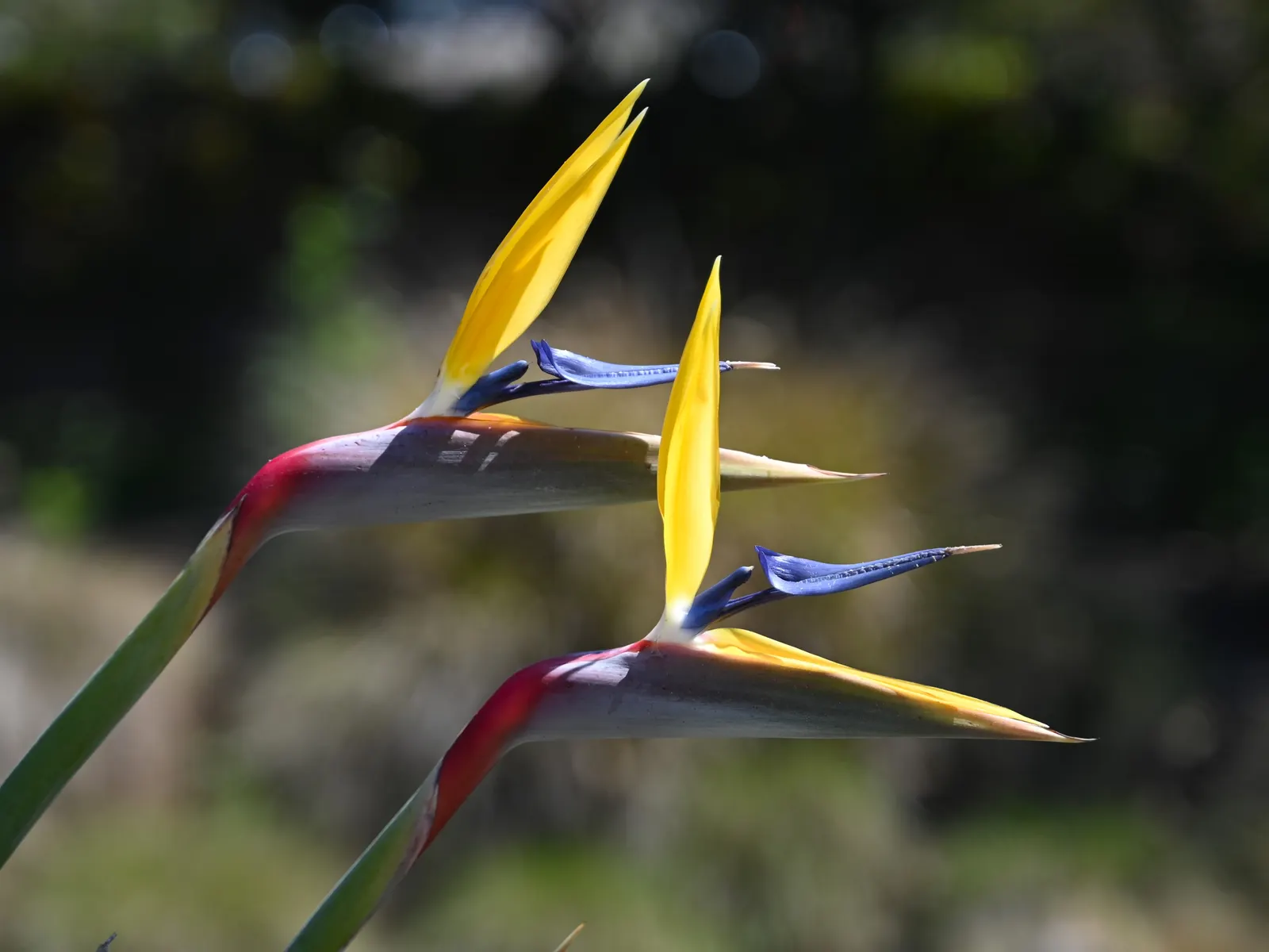 Bird Of Paradise (Strelitzia Reginae) — is a captivating and tropical perennial that adds an exotic flair to any garden landscape; or as an anchor, image 92