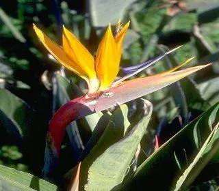 Bird Of Paradise (Strelitzia Reginae) — or as an anchor in island plantings; blade-like leaves reaching 4-6 feet and thrives in well-drained soil, image 109